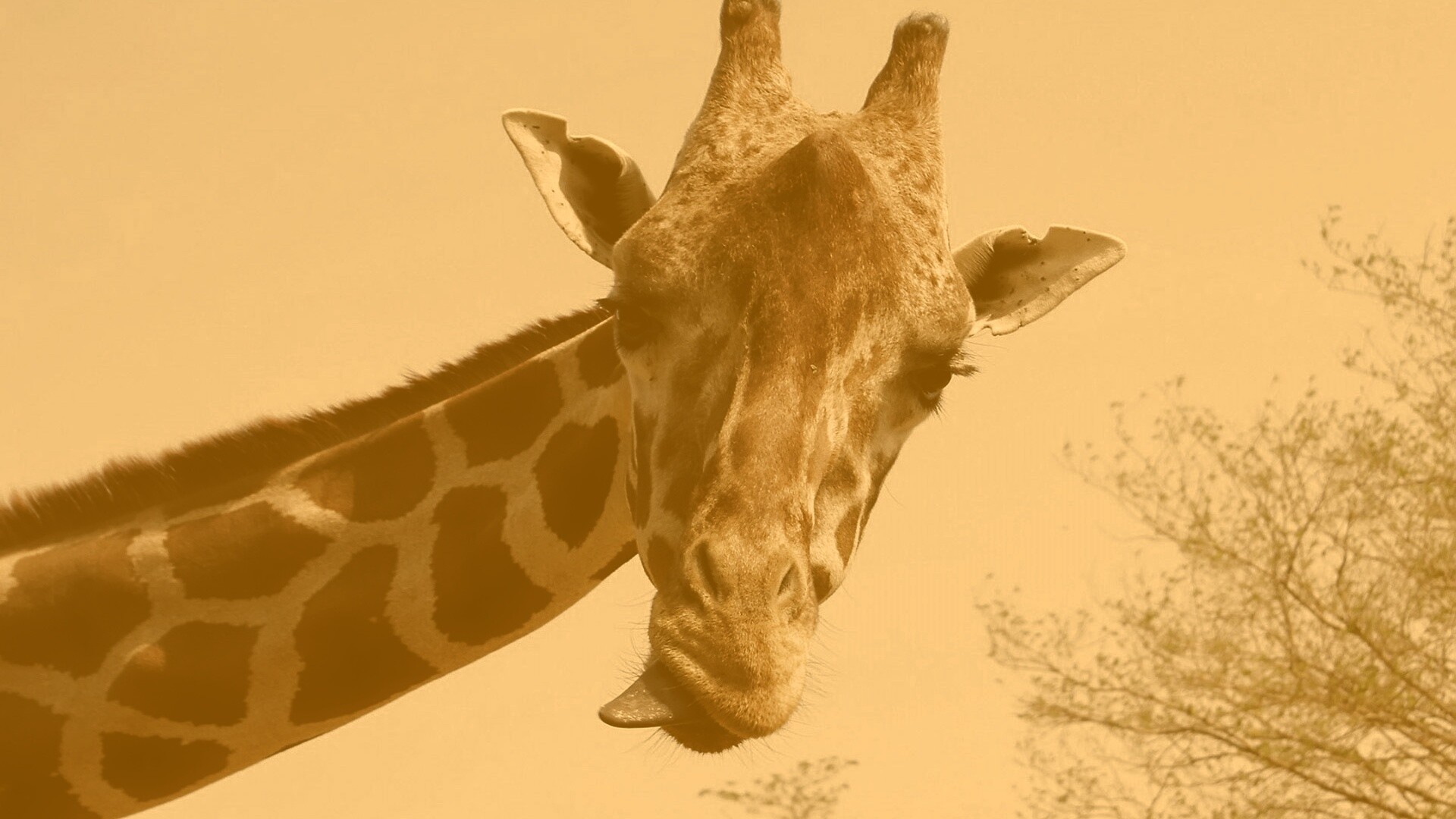 Жираф показывает язык обои