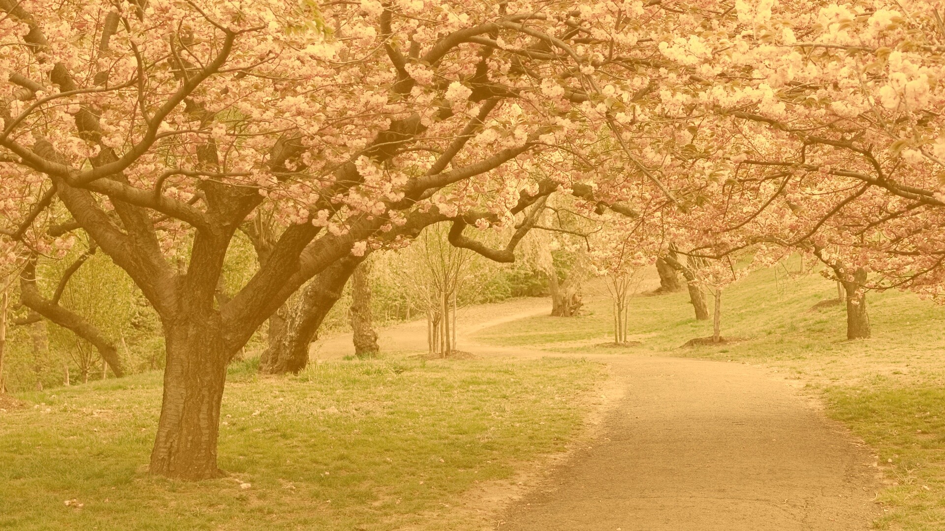 Дорожка между деревьями обои