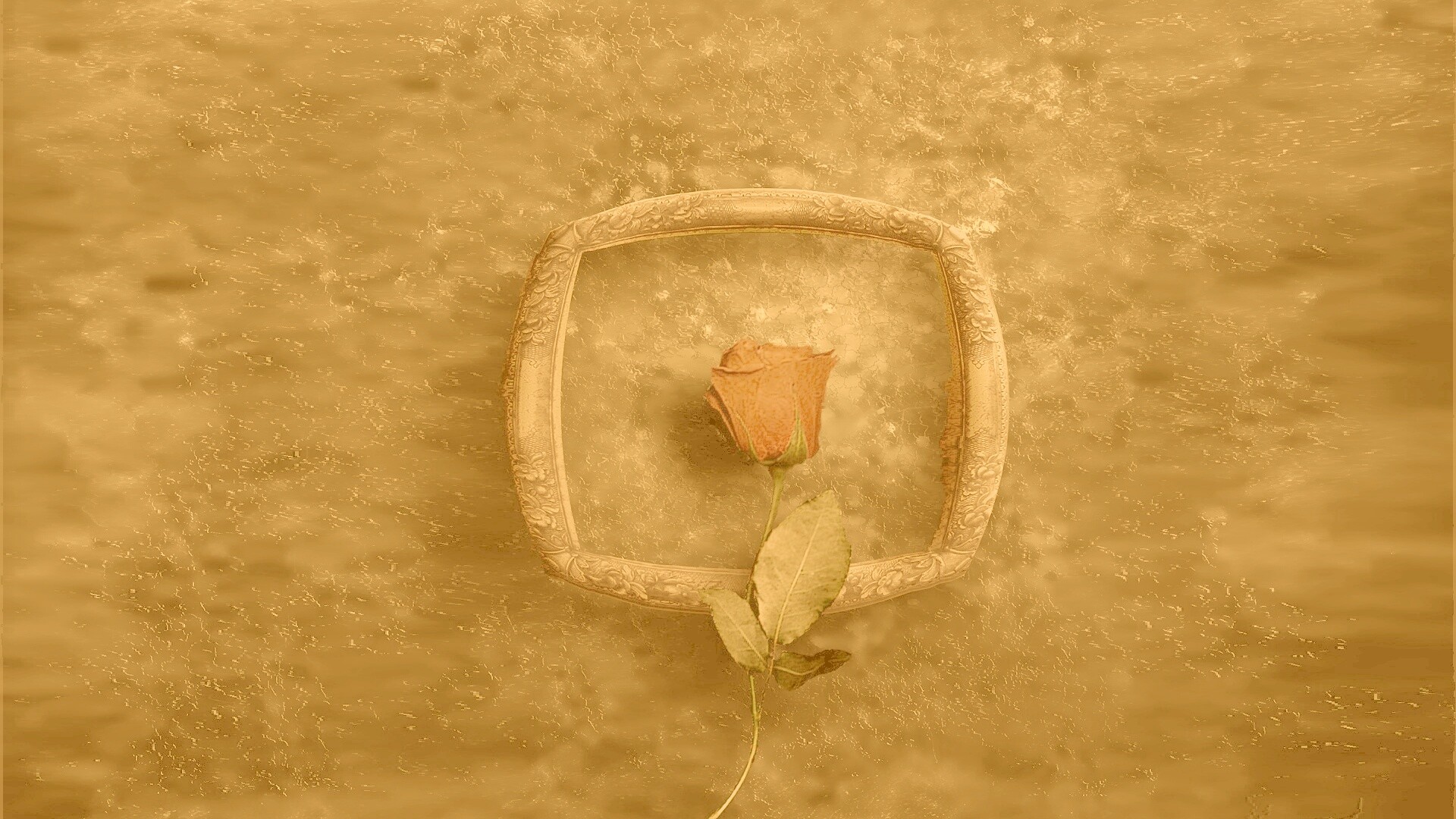 Роза на картинной раме обои