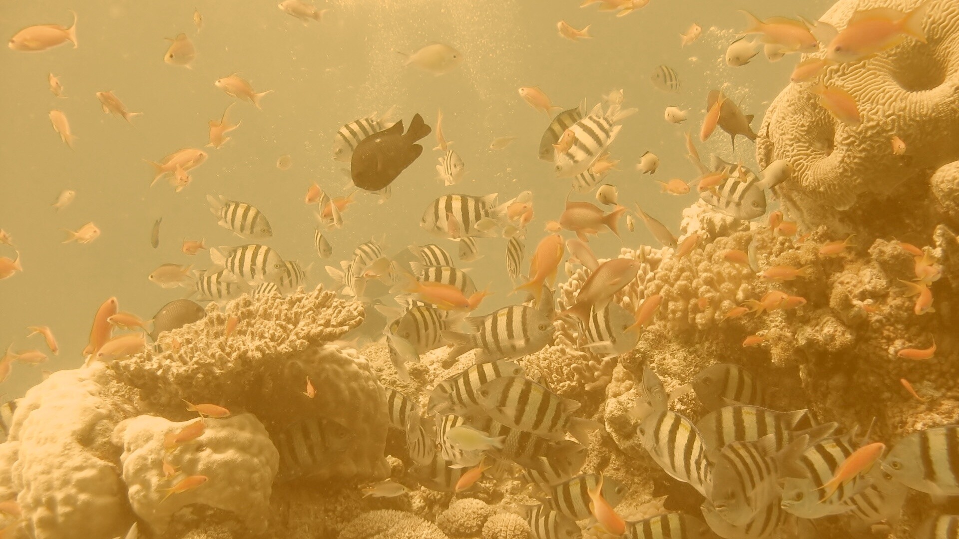 Жизнь в корраловом рифе обои