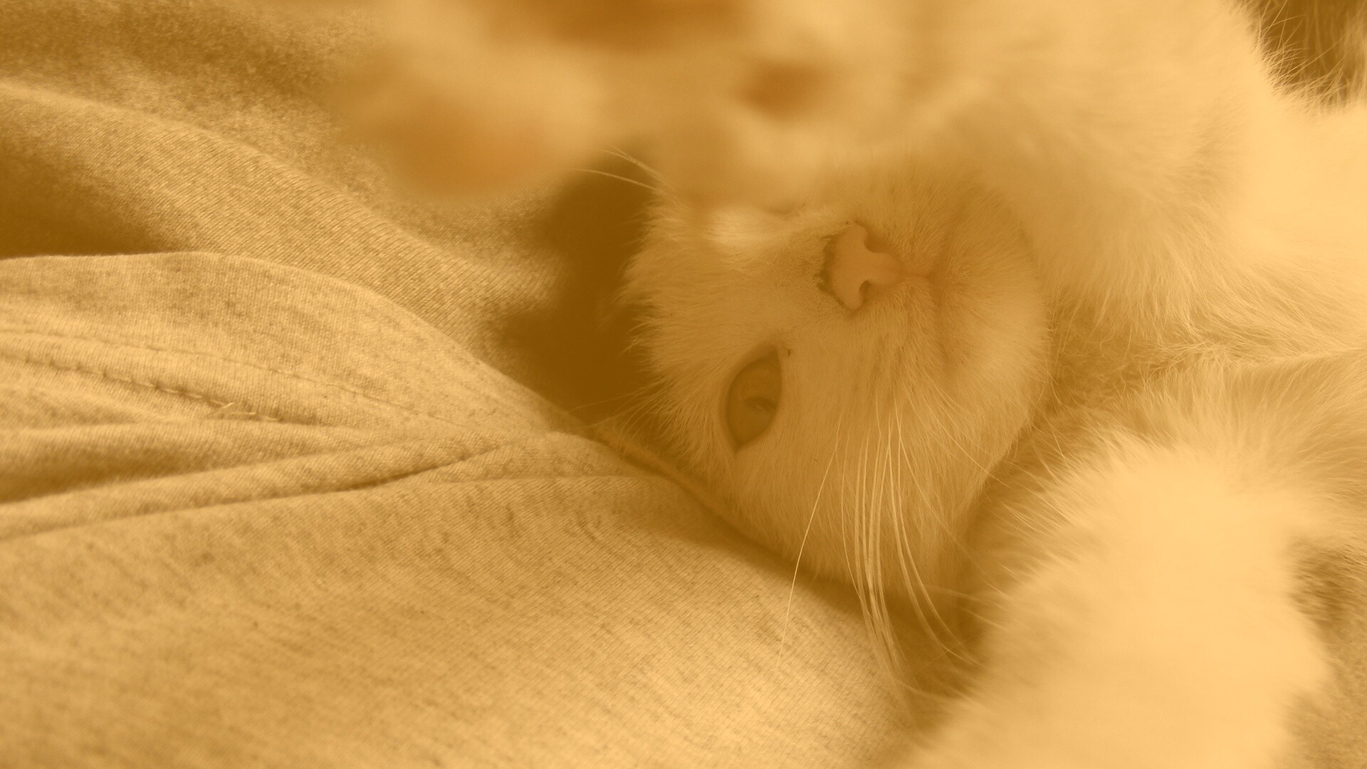 Кот фоткает сам себя обои