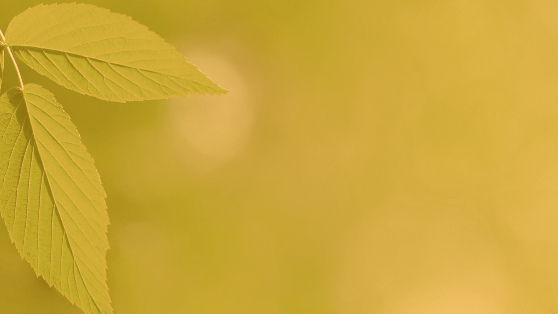 Два листа обои