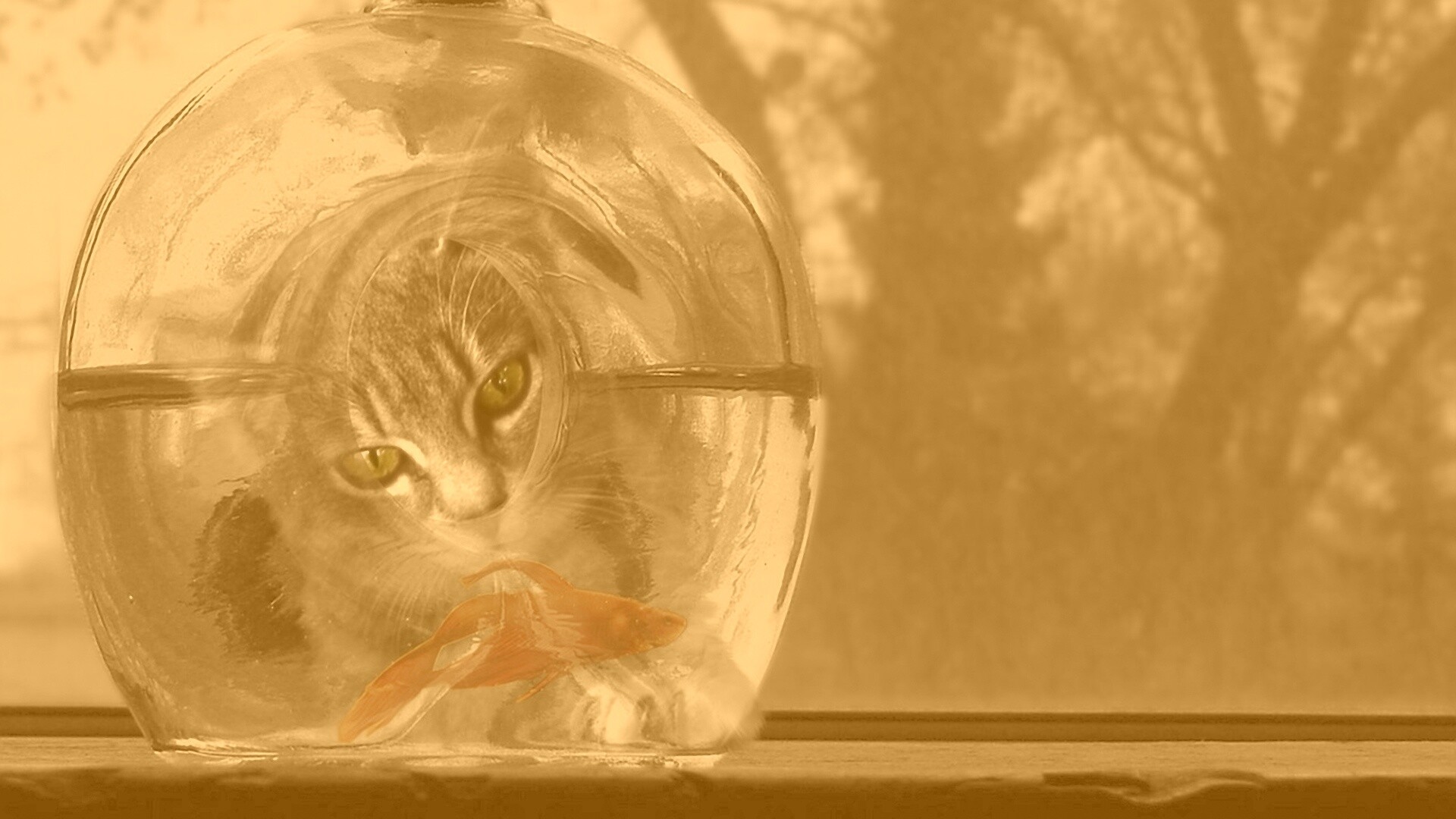 Кот наблюдает за рыбкой в бутылке обои