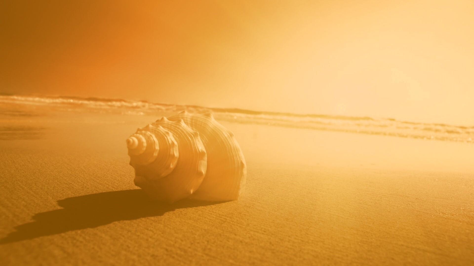 Золотистая ракушка обои