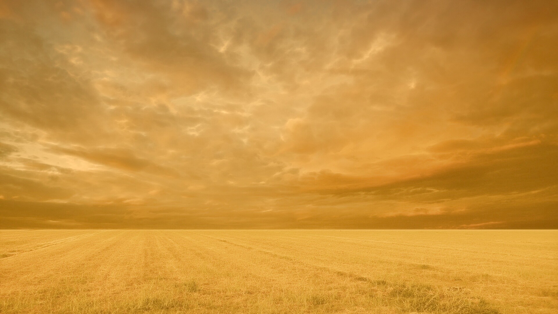 Тучи над желтым полем обои