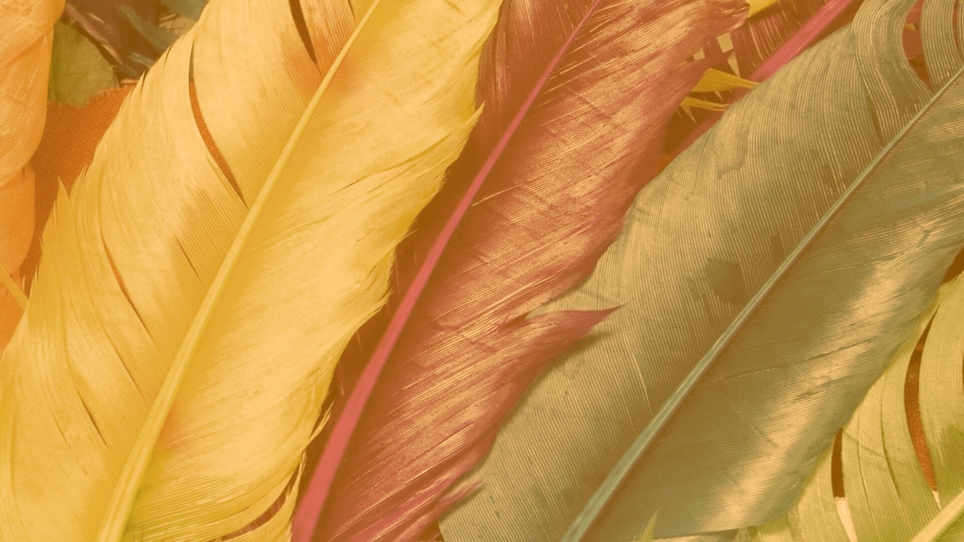 Разноцветные перья обои