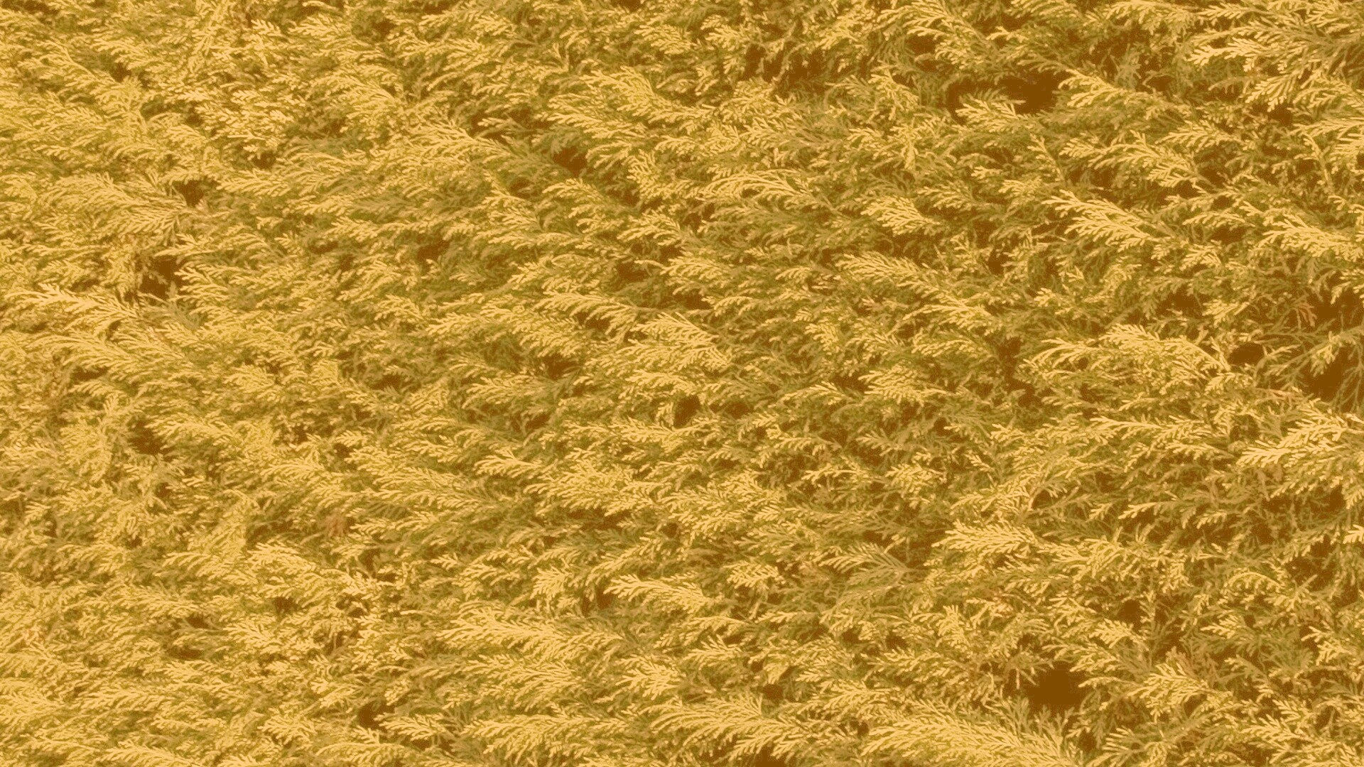 Густые хвойные заросли обои