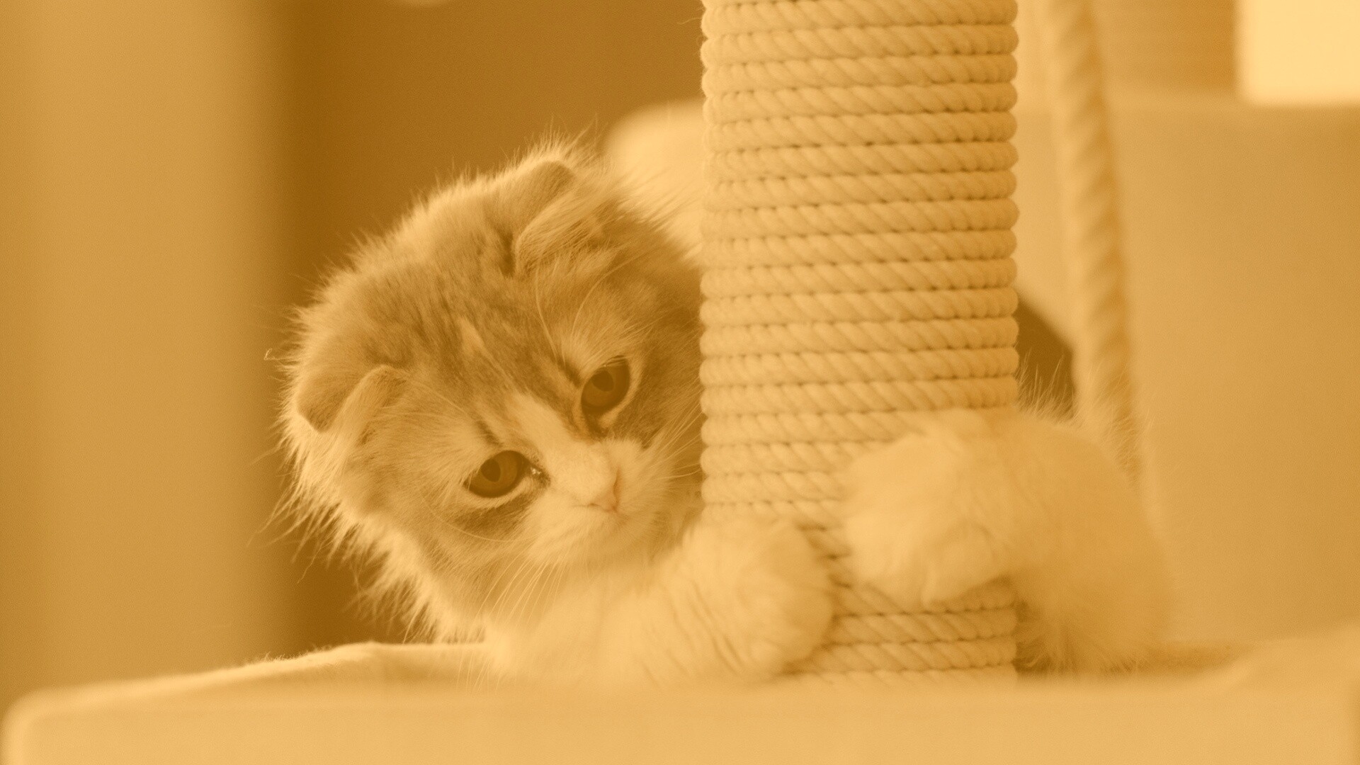 Пушистая кошка с когтеточкой обои