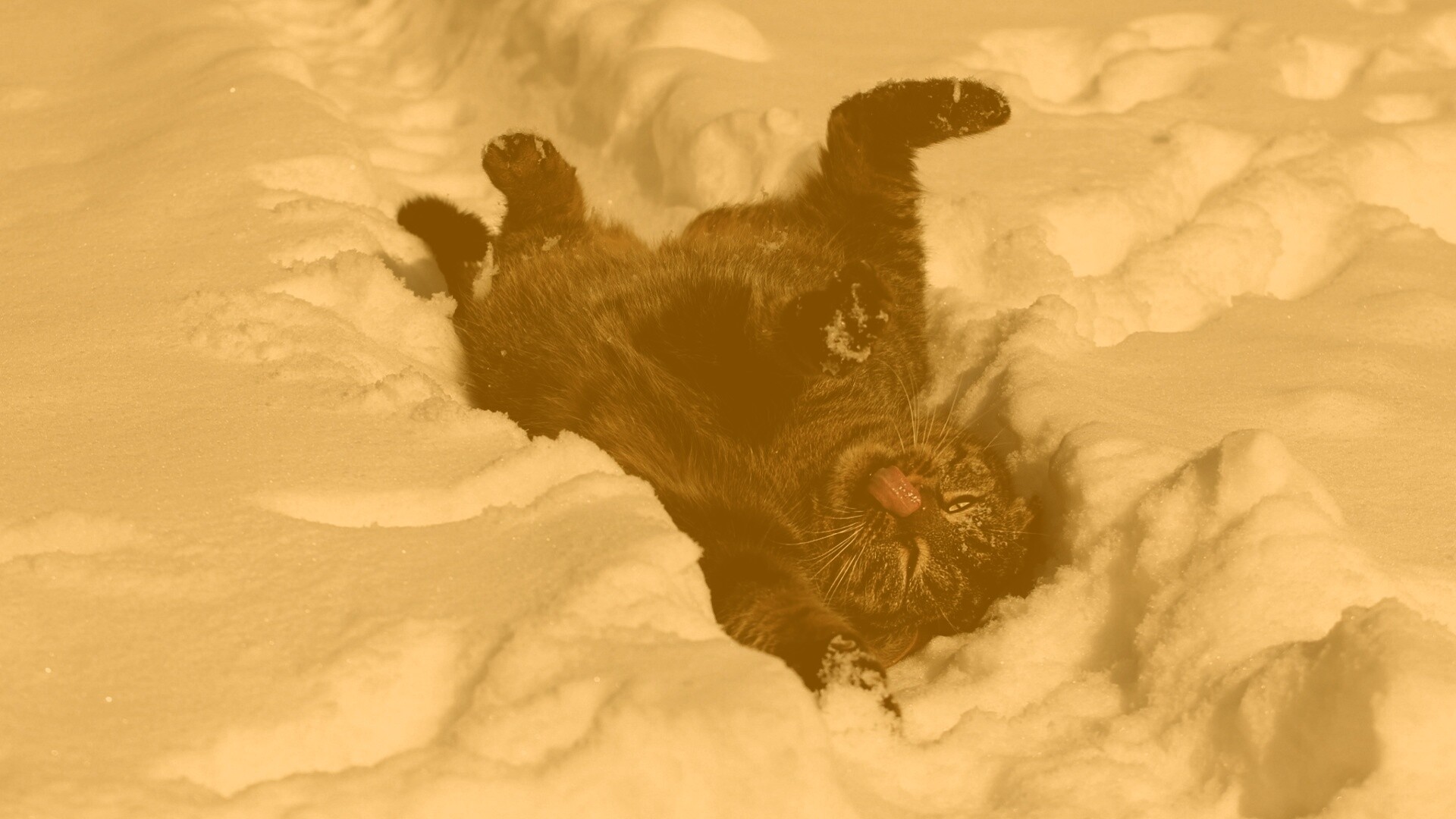 Кот валяется в снегу обои