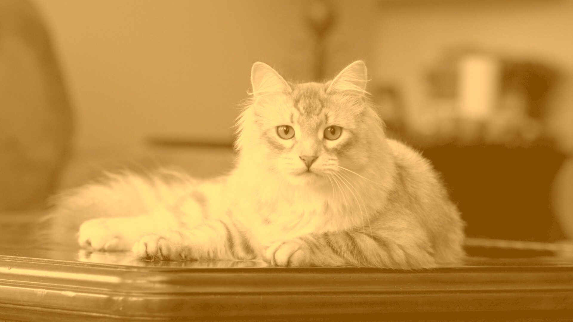 Кот благородных кровей обои