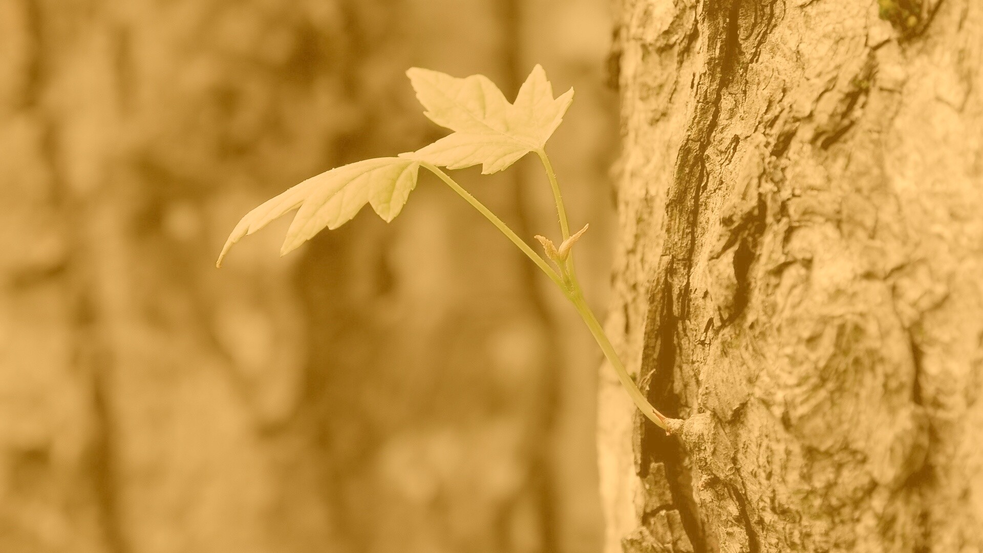 Молодой листик обои