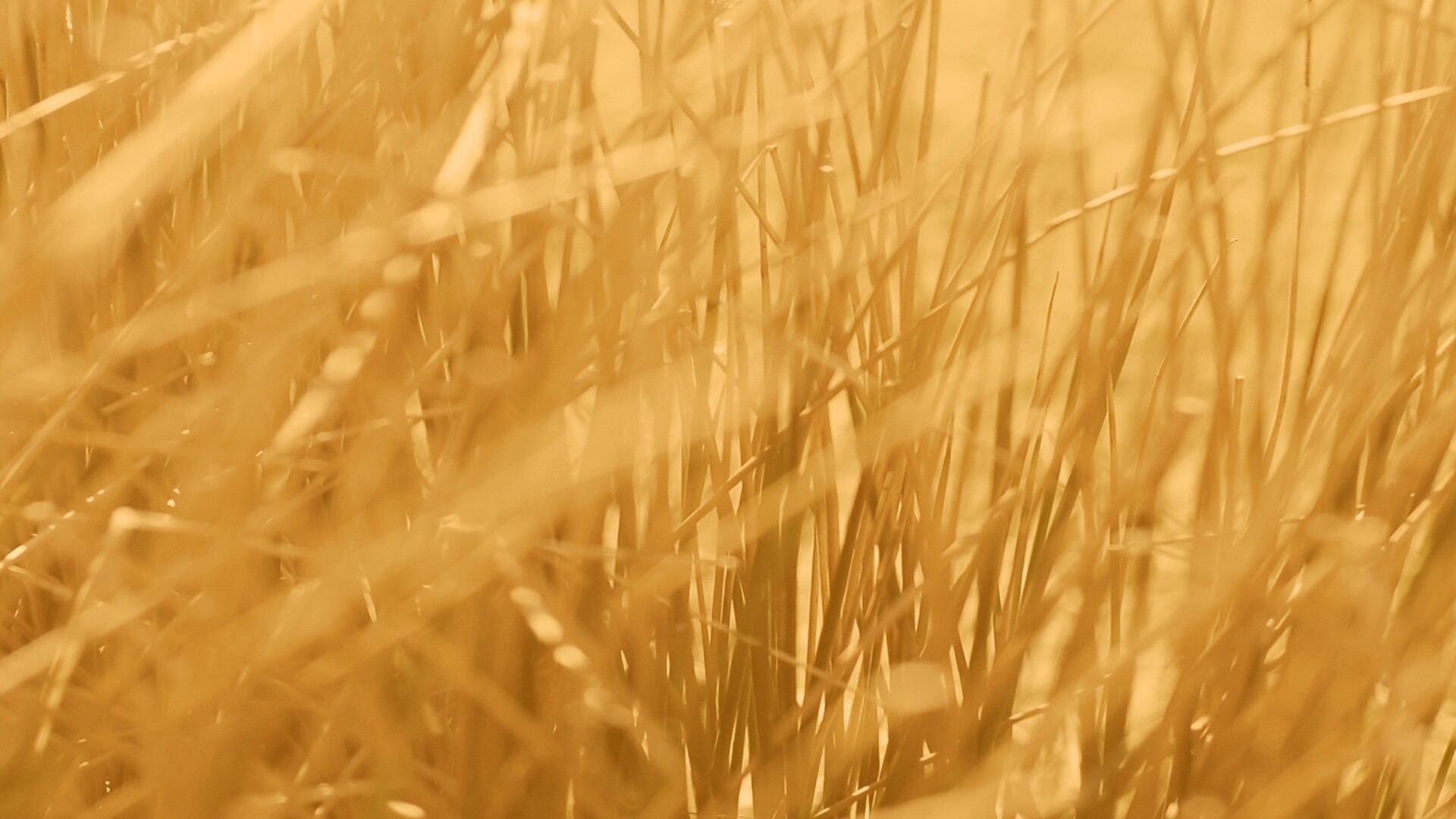 Высохшие травяные стебли обои