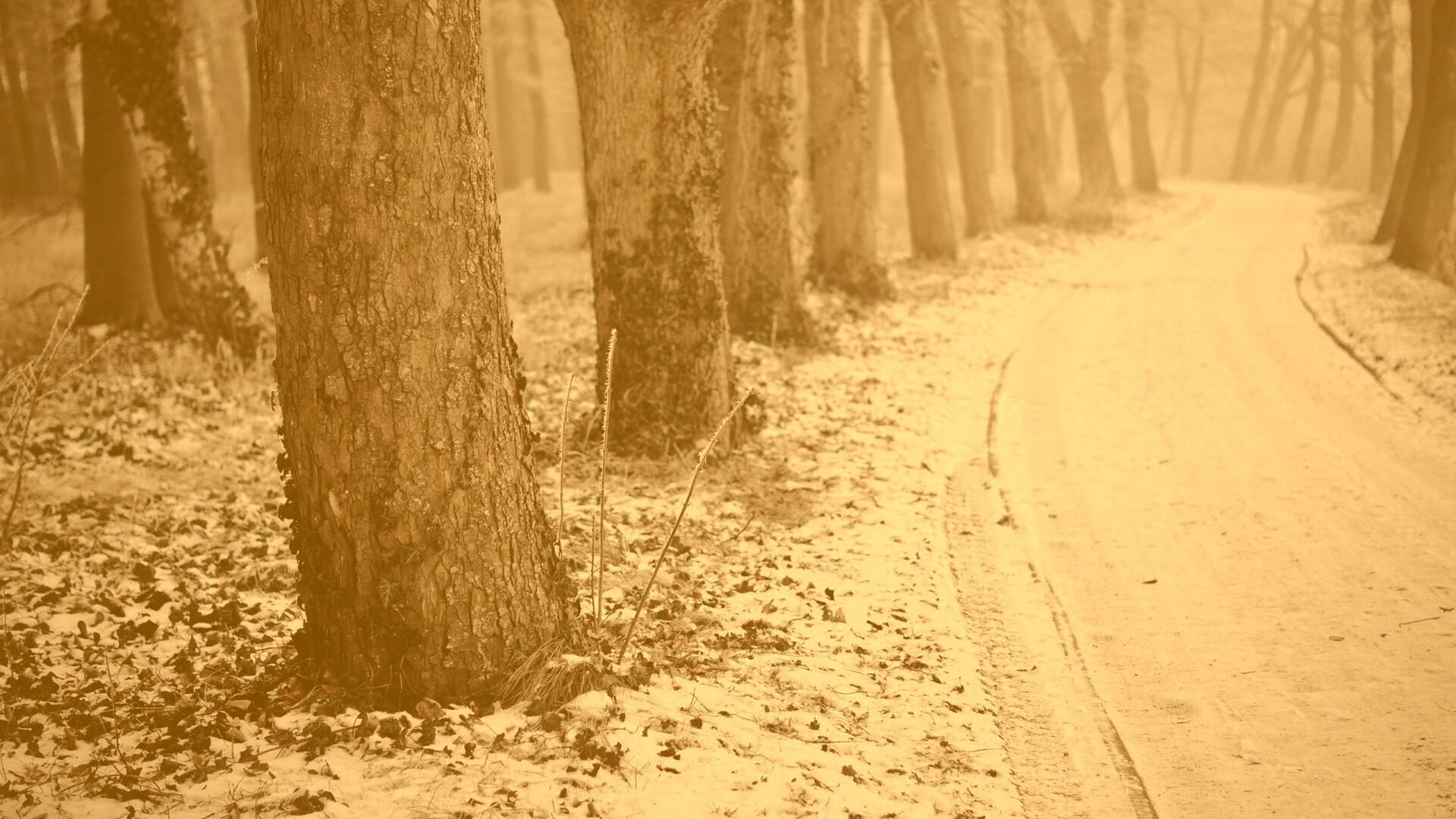 Дорога в зимнем лесу обои