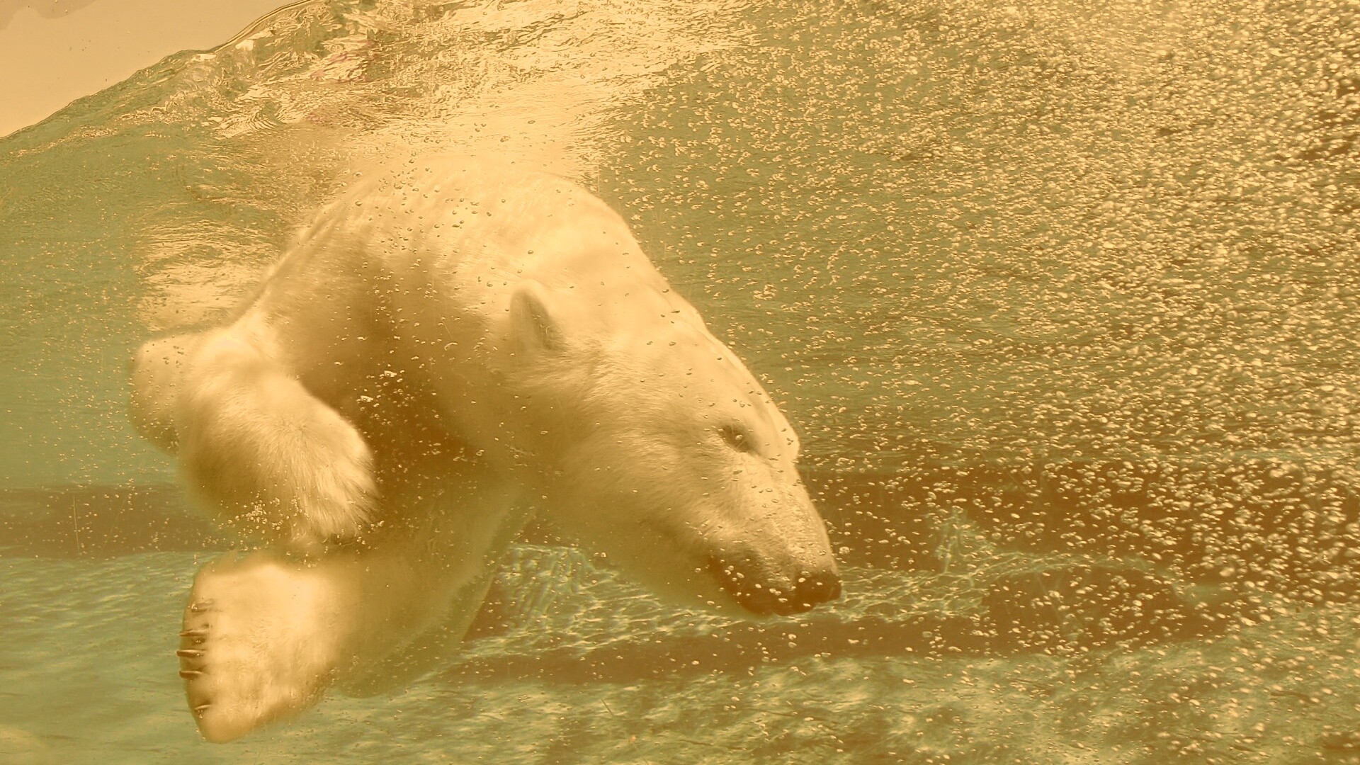 Нырнувший белый медведь обои