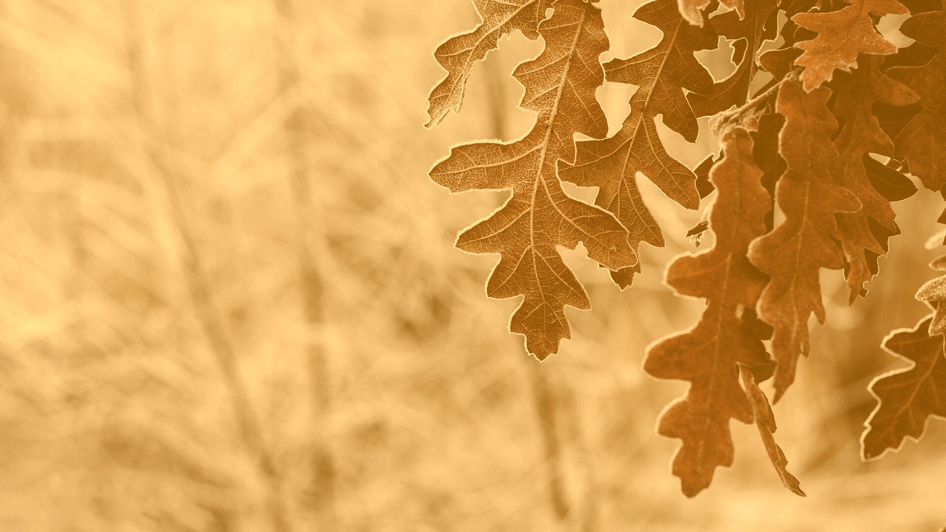 Дубовые листья обои