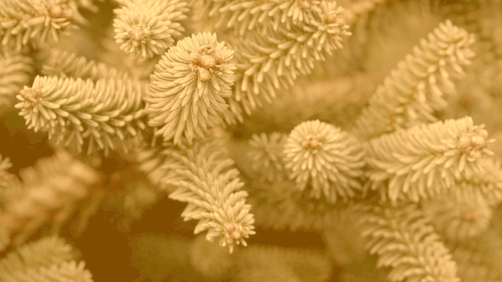 Хвойные иголки обои