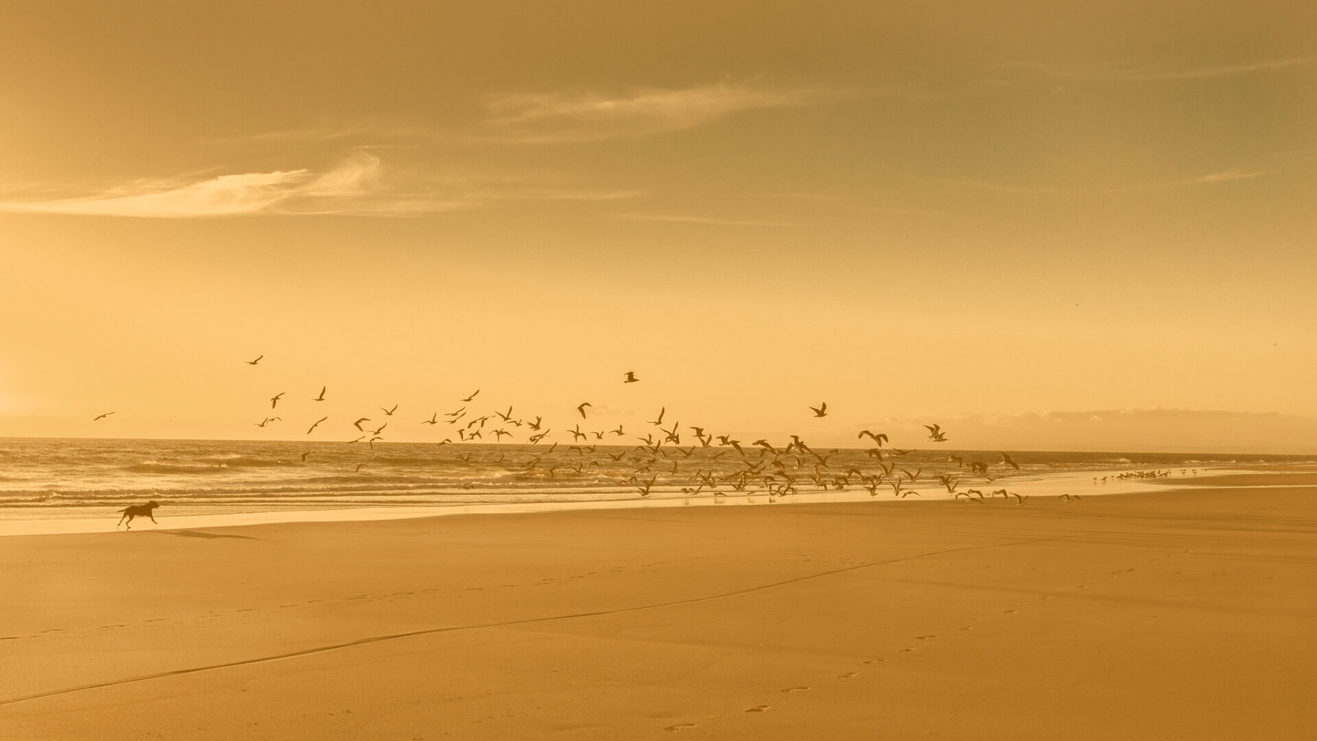 Стая птиц на пляже обои