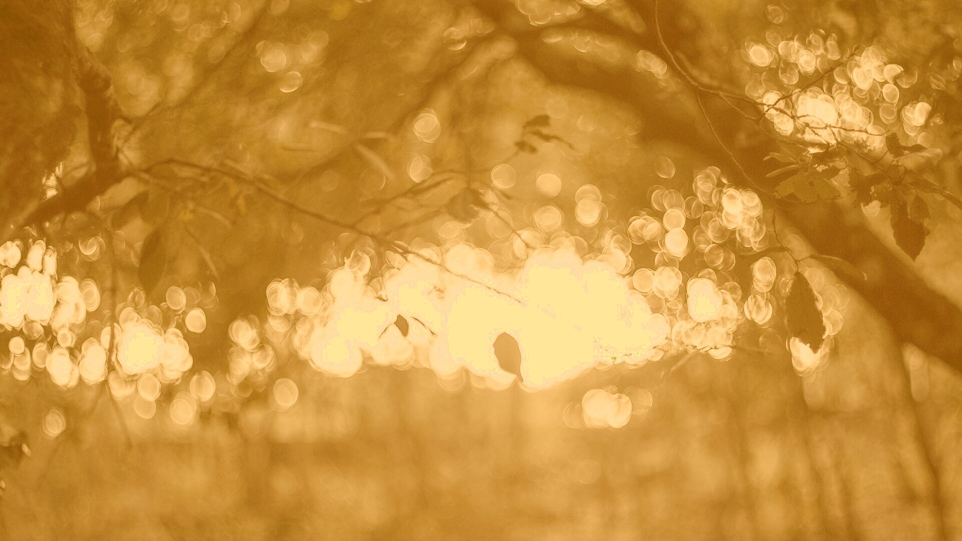 Размытый свет в парке обои