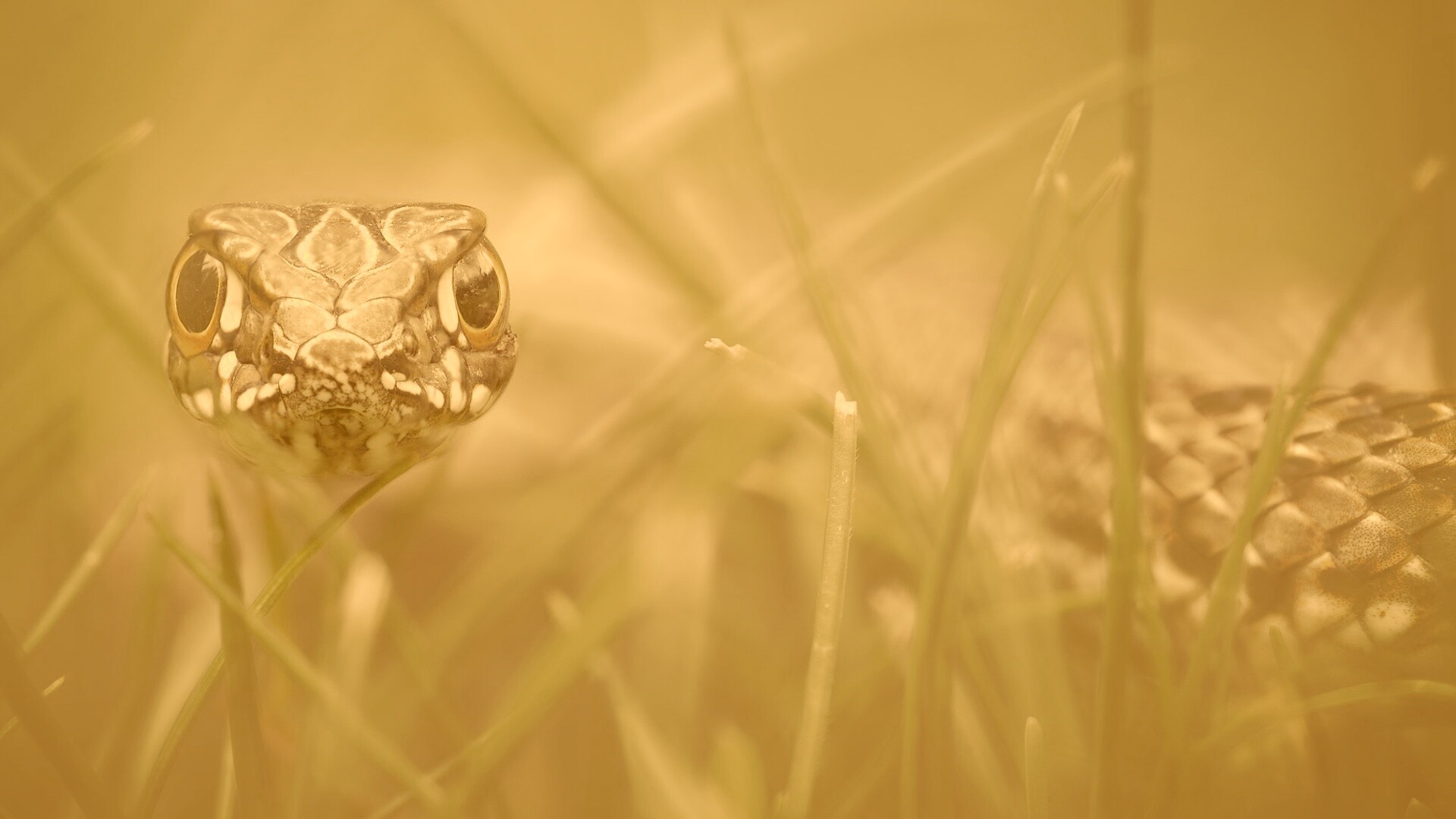 Змея в траве обои