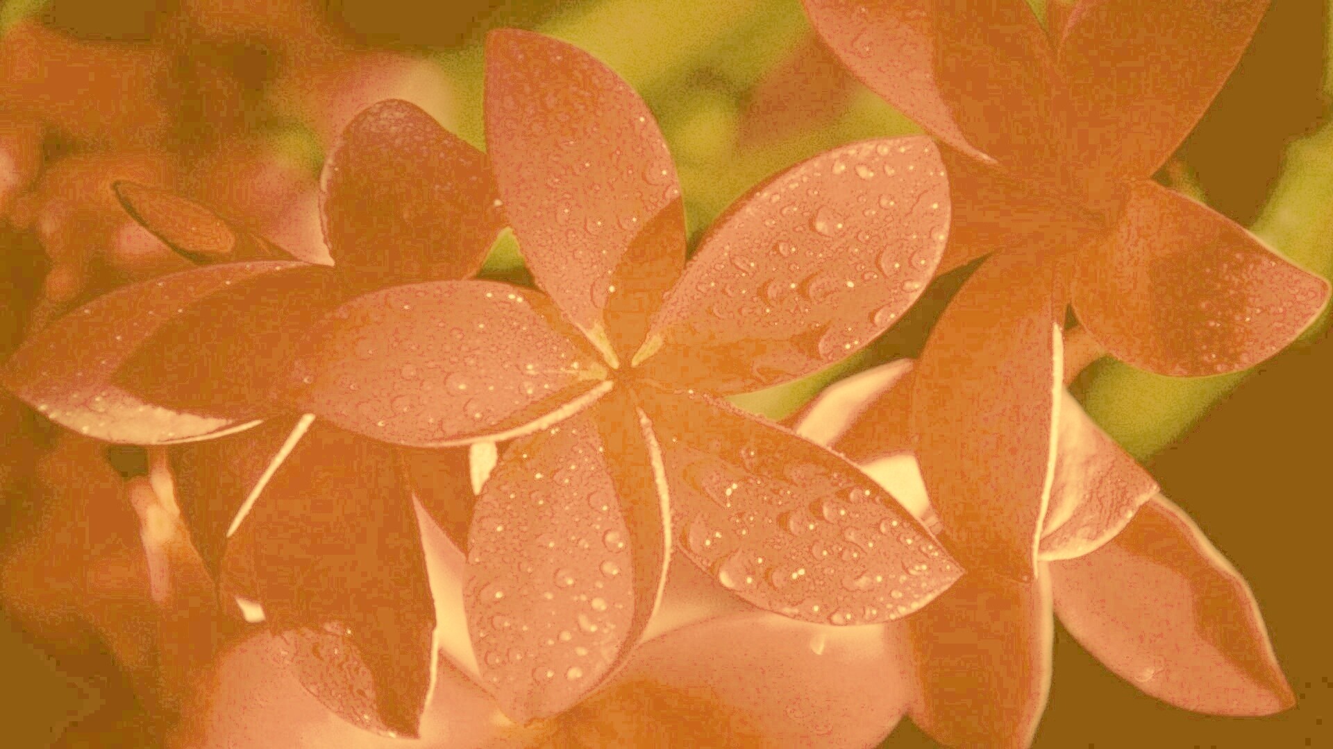 Розовый цветок обои