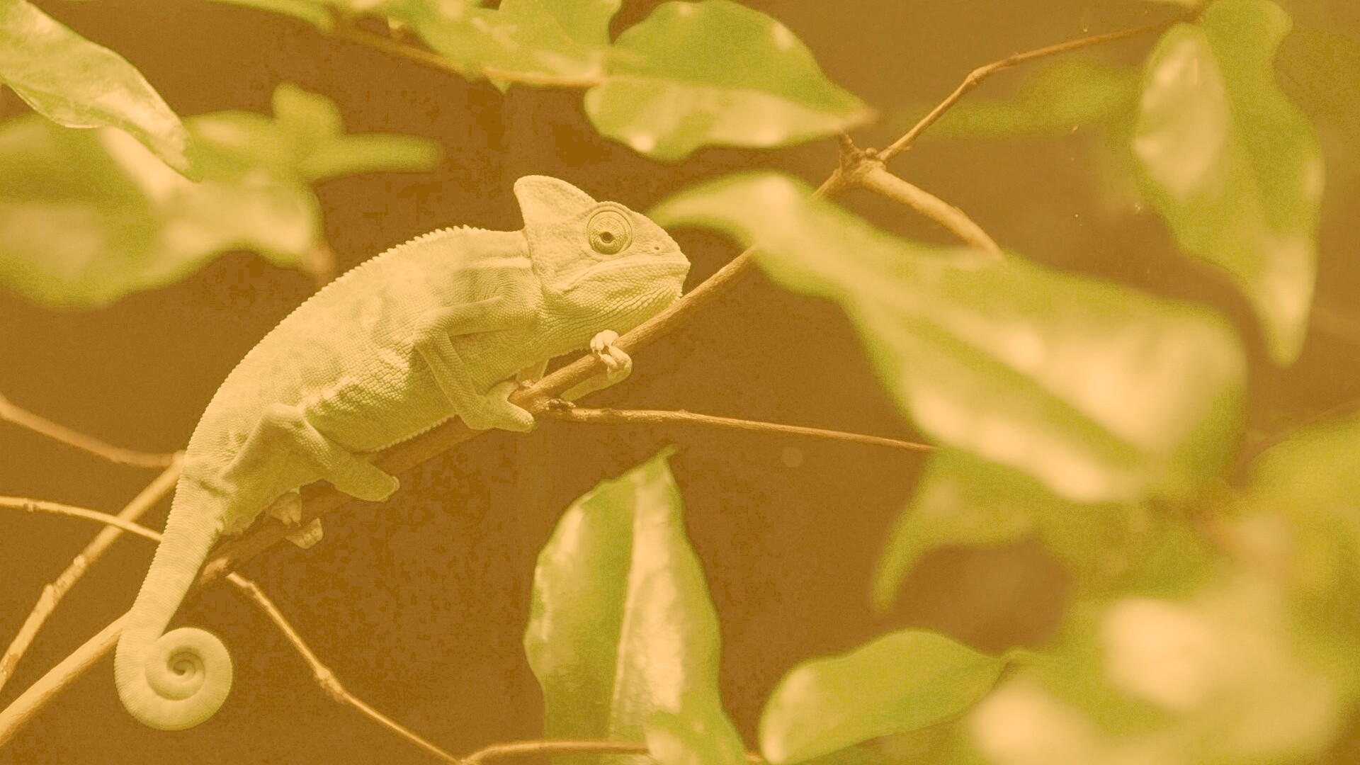 Хамелеон в листве обои