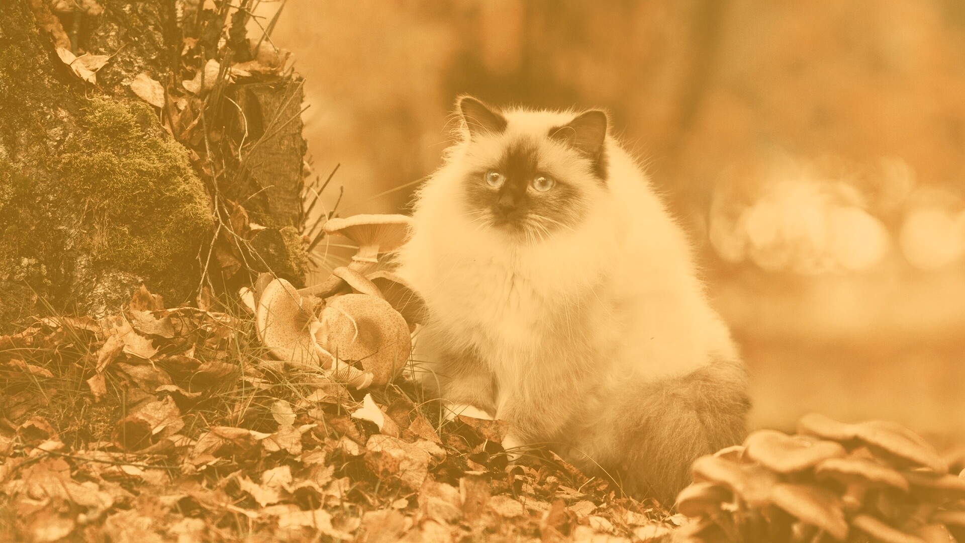 Пушистый кот среди пожелтевшей листвы обои