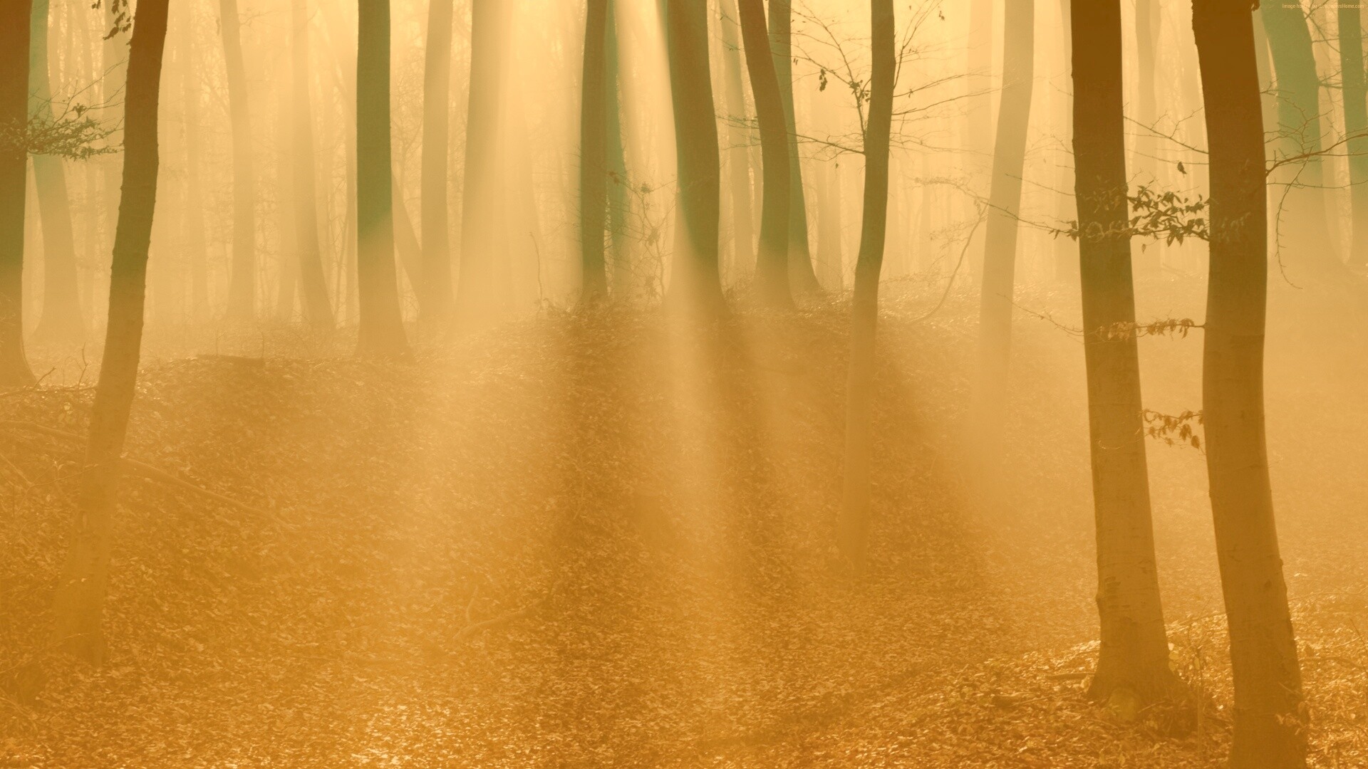 Мистические лес обои