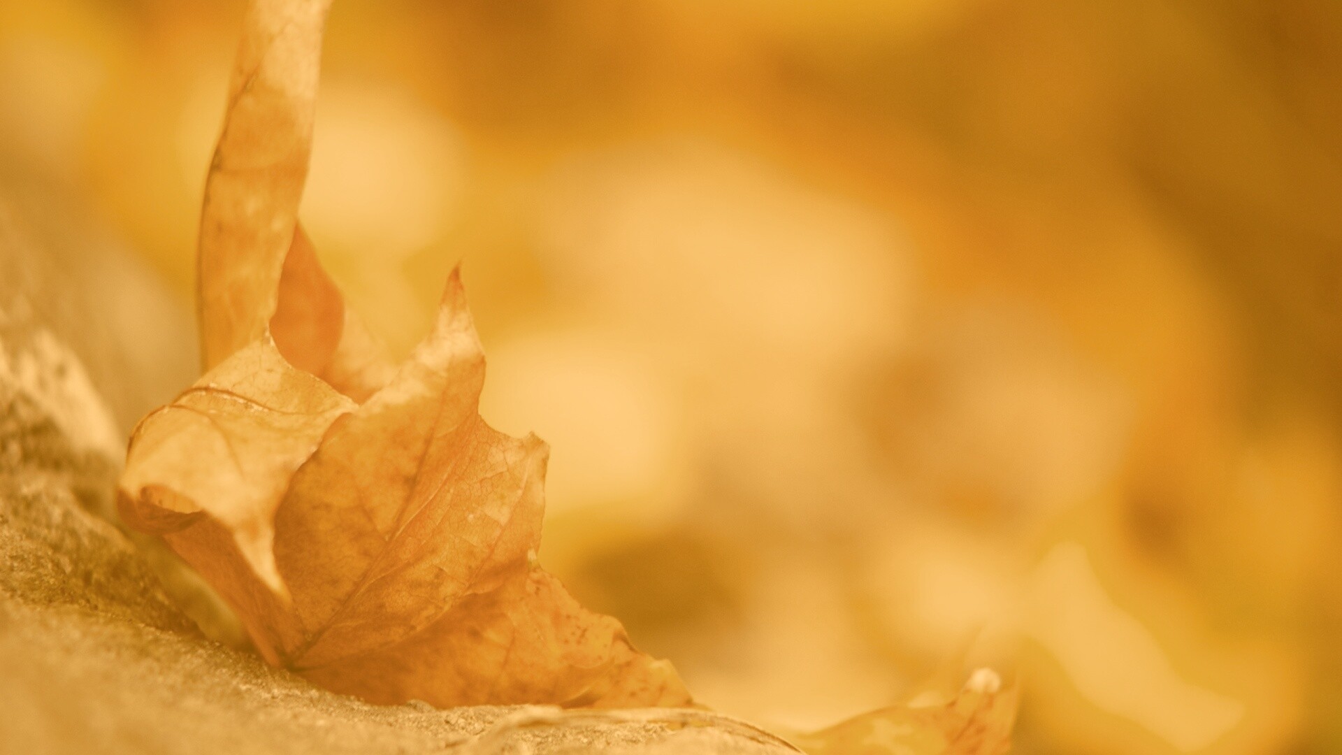 Пламенеющий осенний лист обои