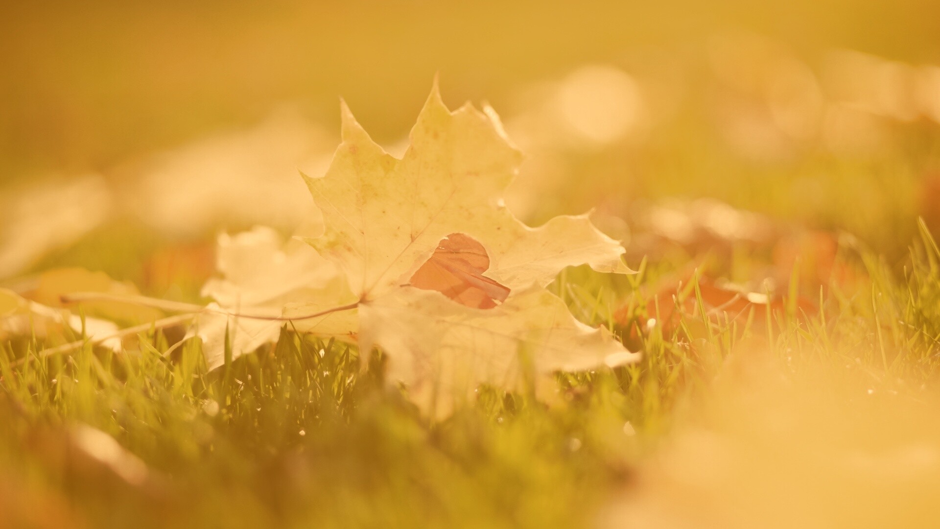 Листик в форме сердца обои