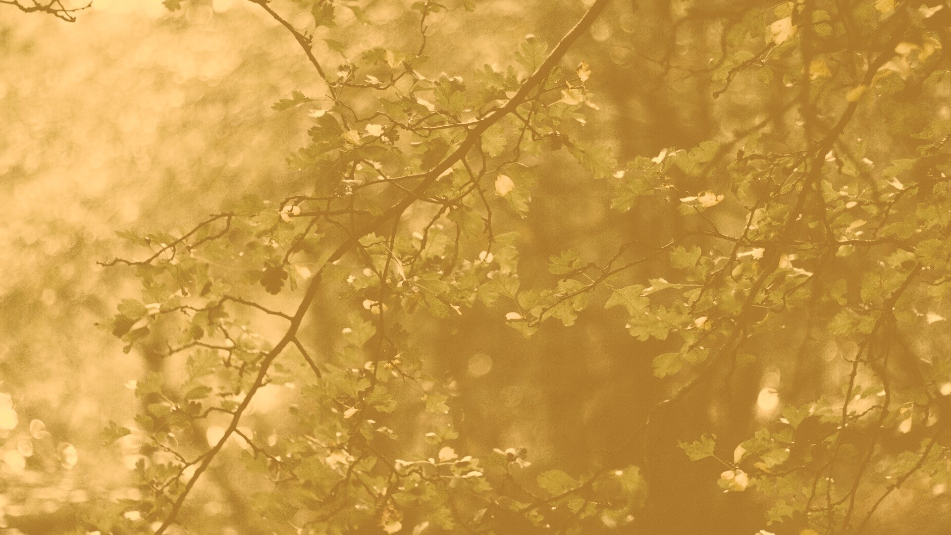 Дубовая зеленая листва обои