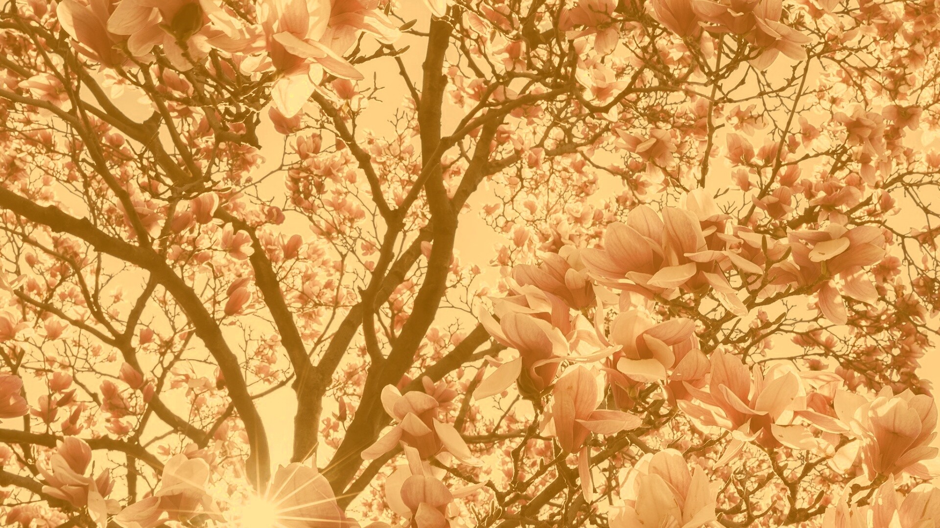 Магнолия обои