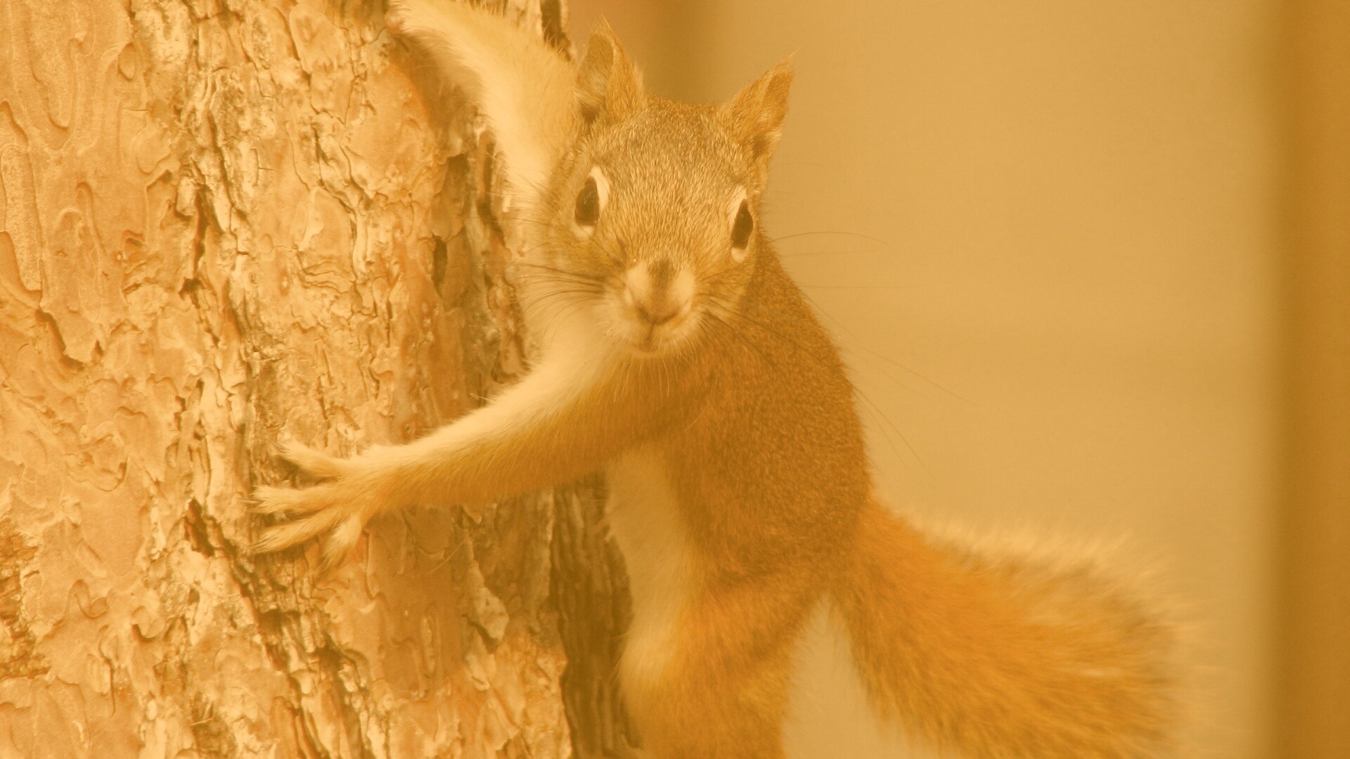 Белка на дереве обои