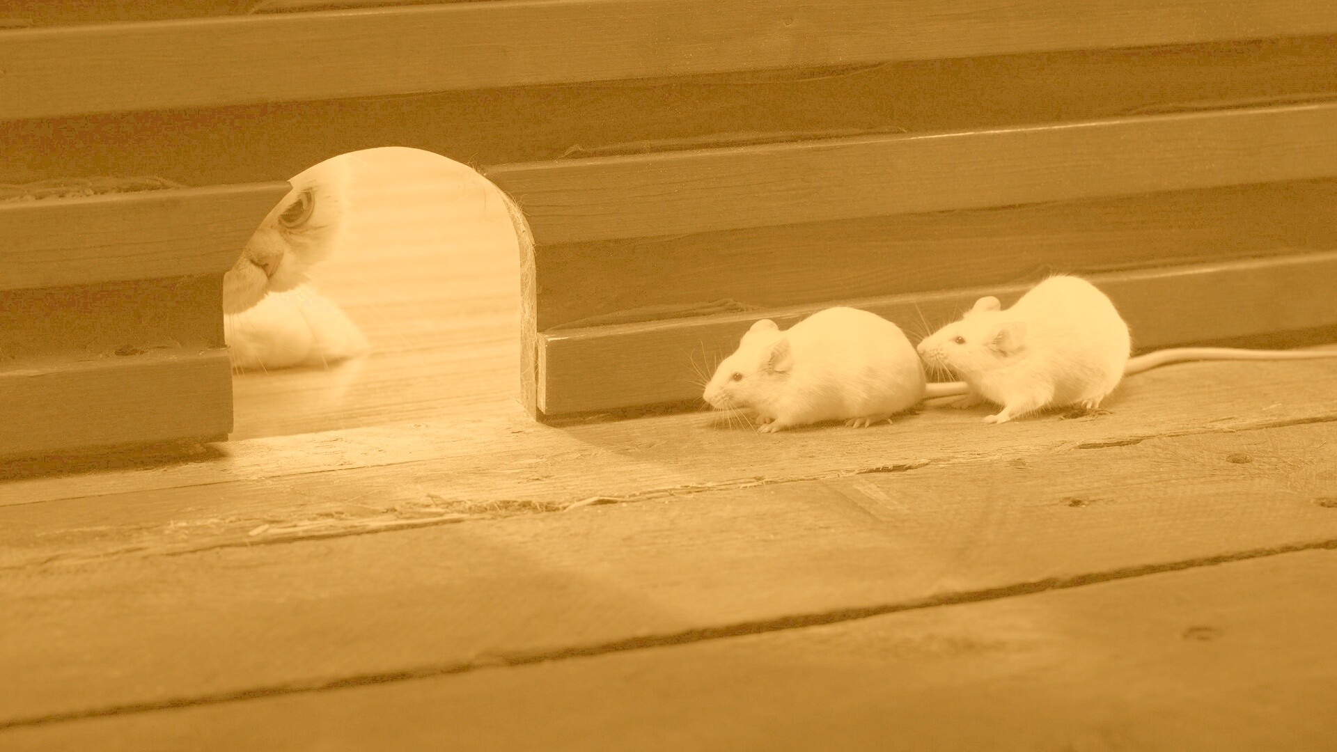 Кошки - мышки обои