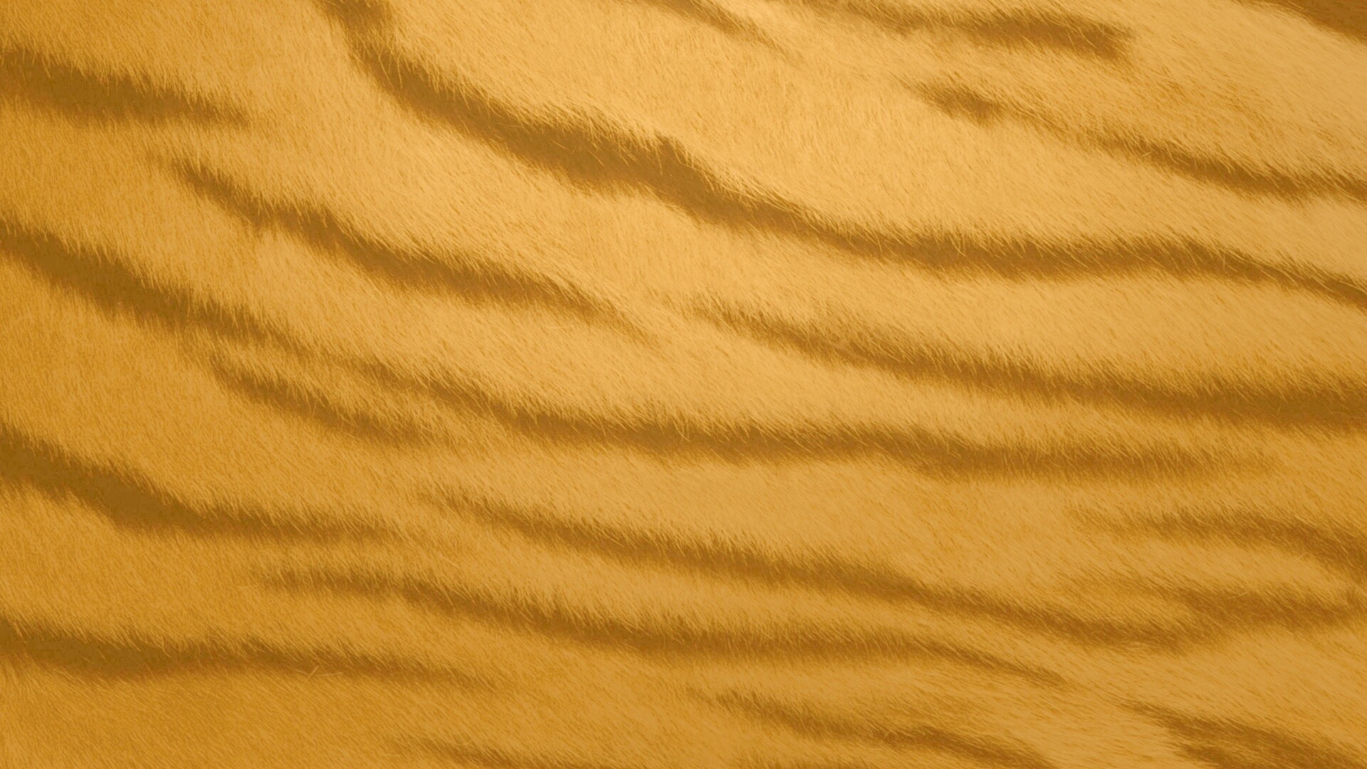 Шкура тигра обои