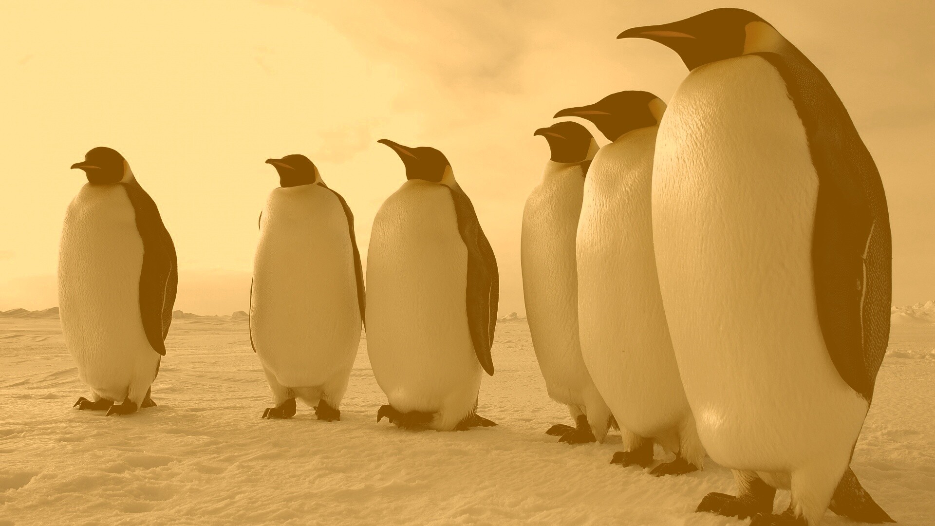 Слет пингвинов обои