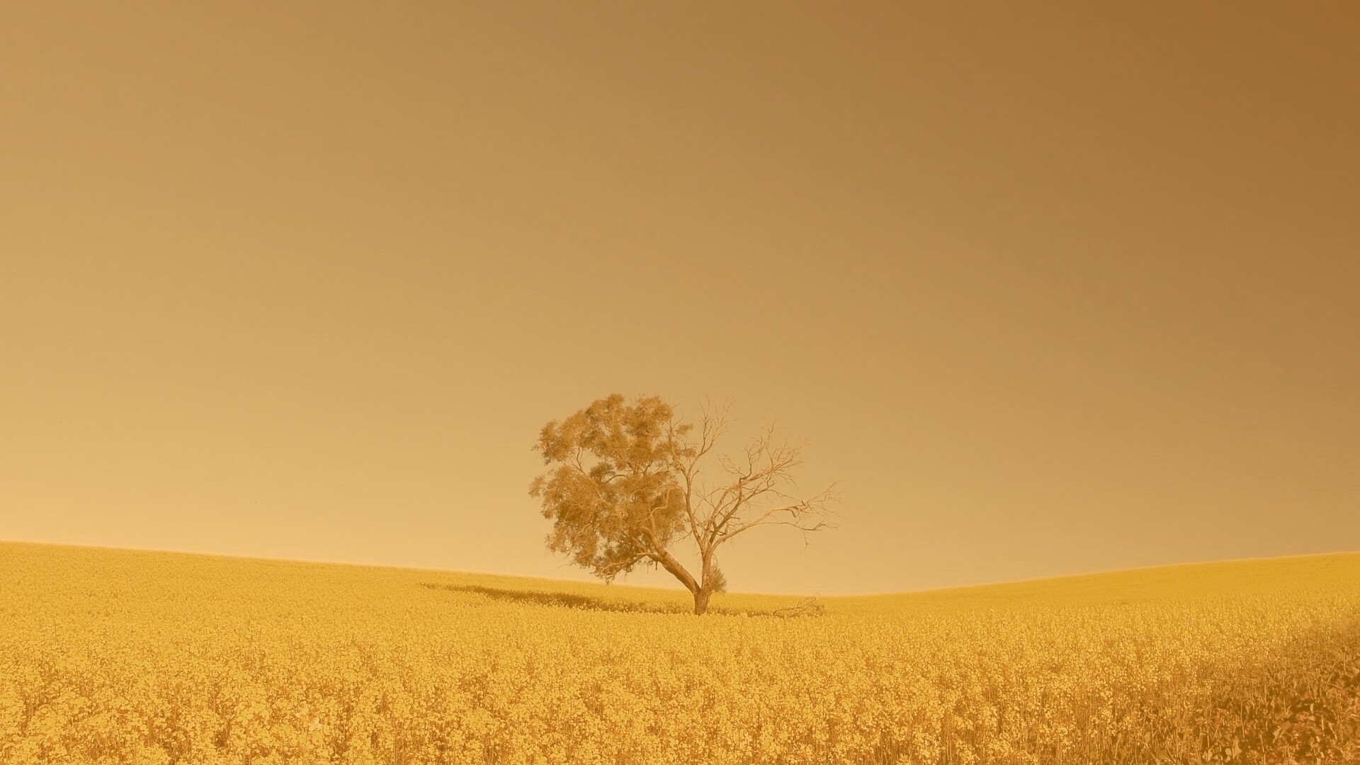 Дерево в поле обои