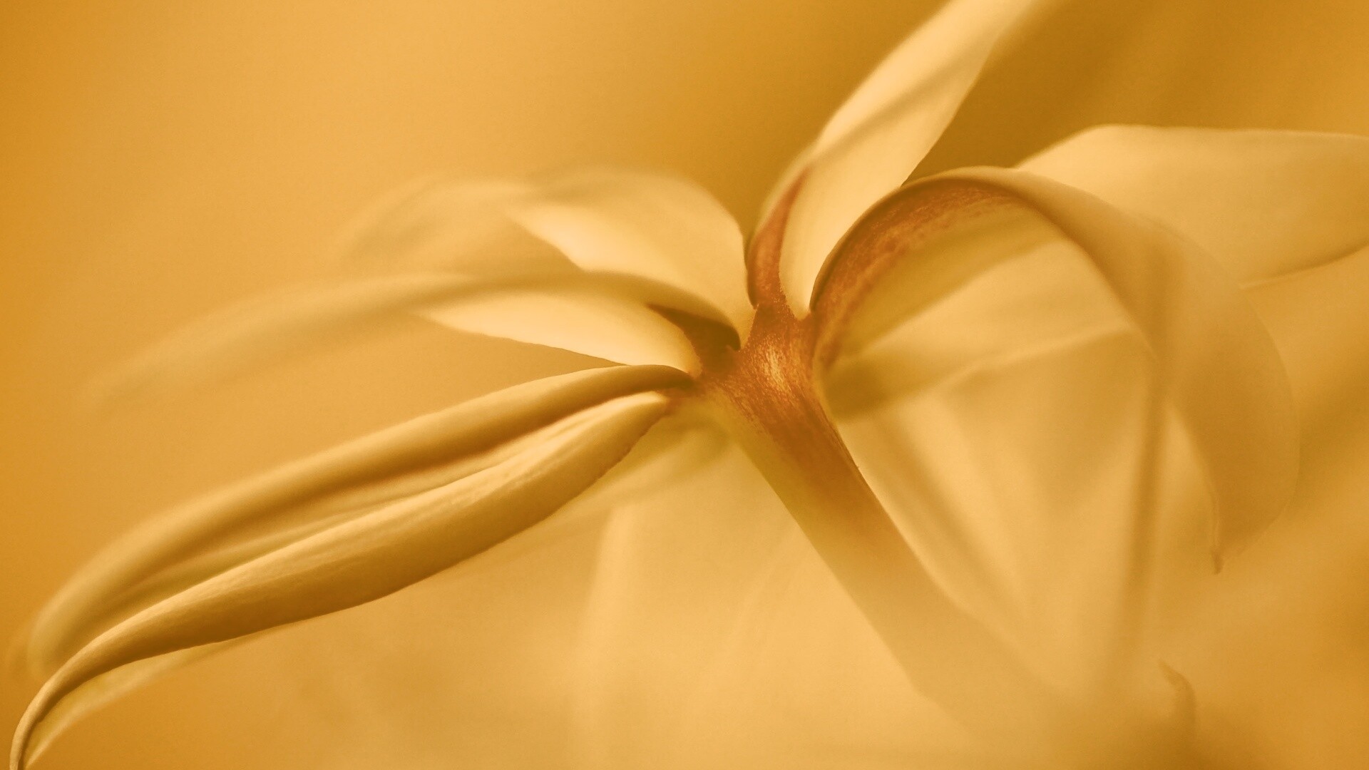 Цветок обои