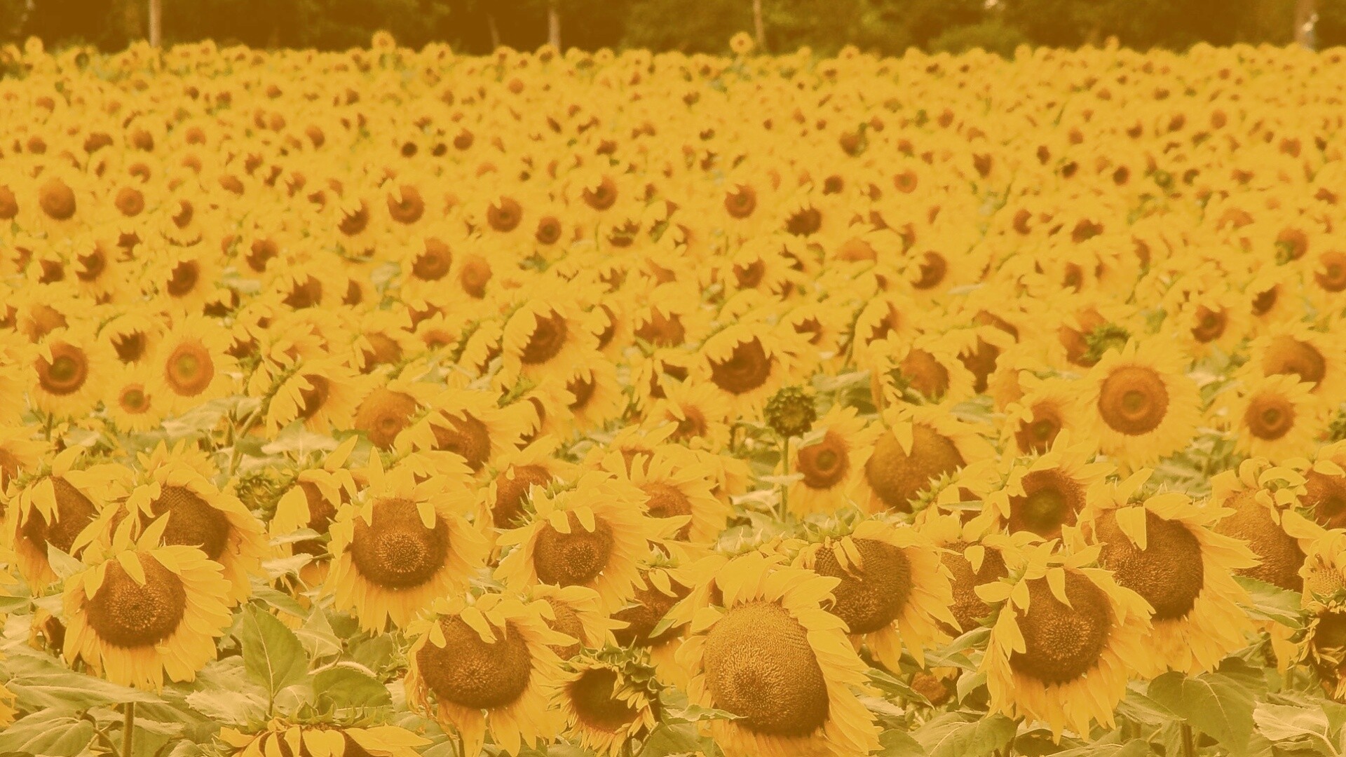 Поле подсолнухов обои