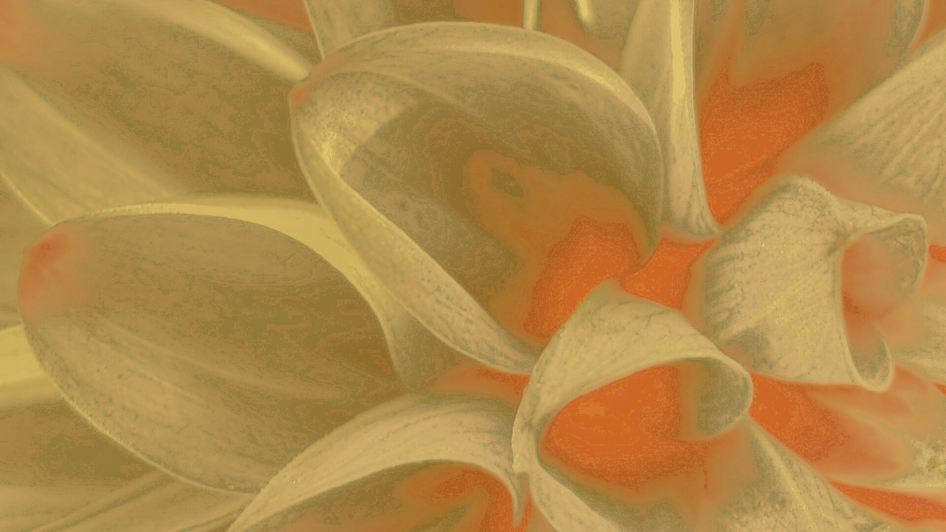 Лепестки обои