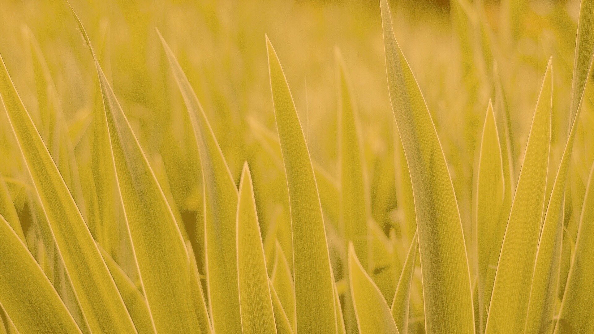 Идеальная зелень обои