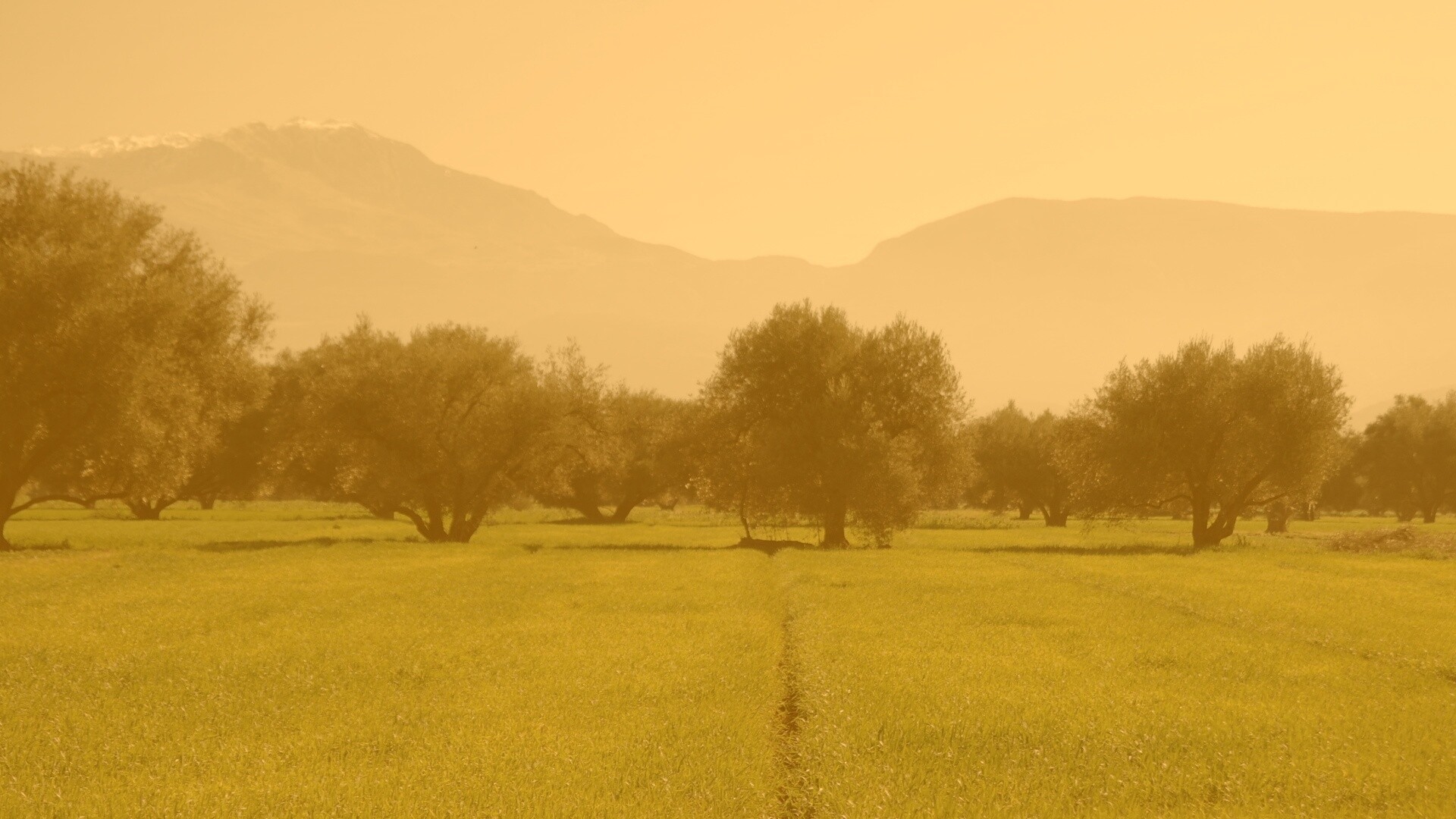 Зеленое поле обои