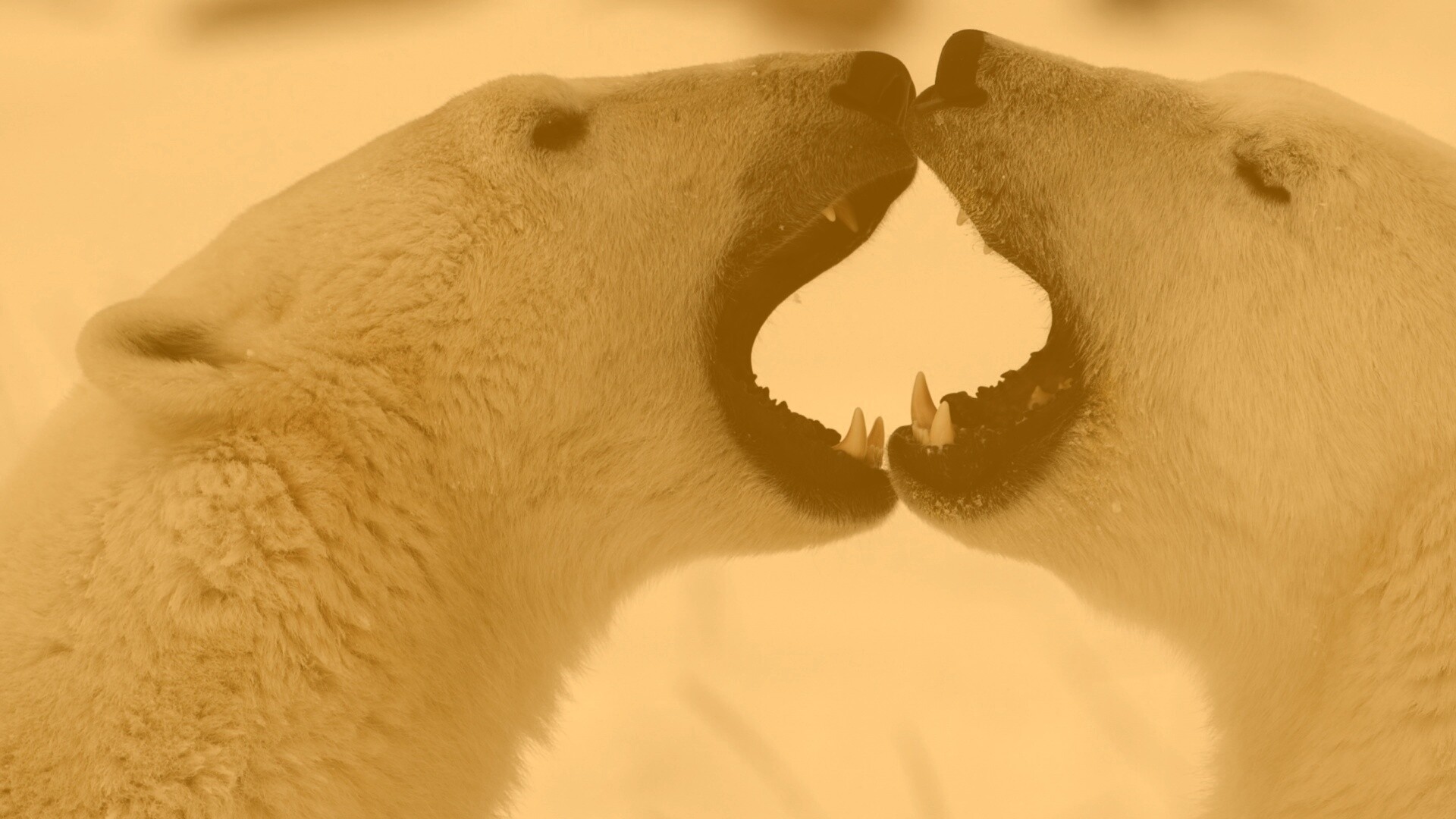 Полярные медведи обои