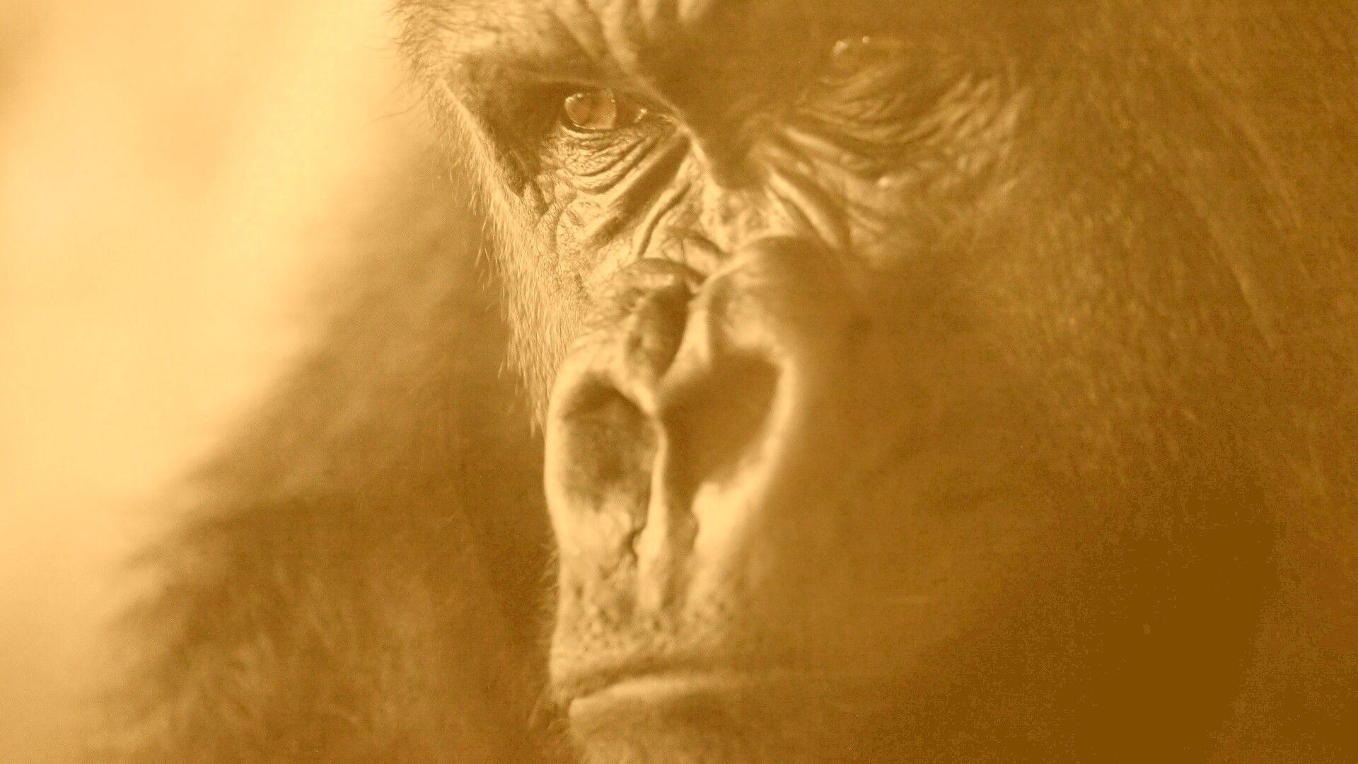 Фото орангутанга обои