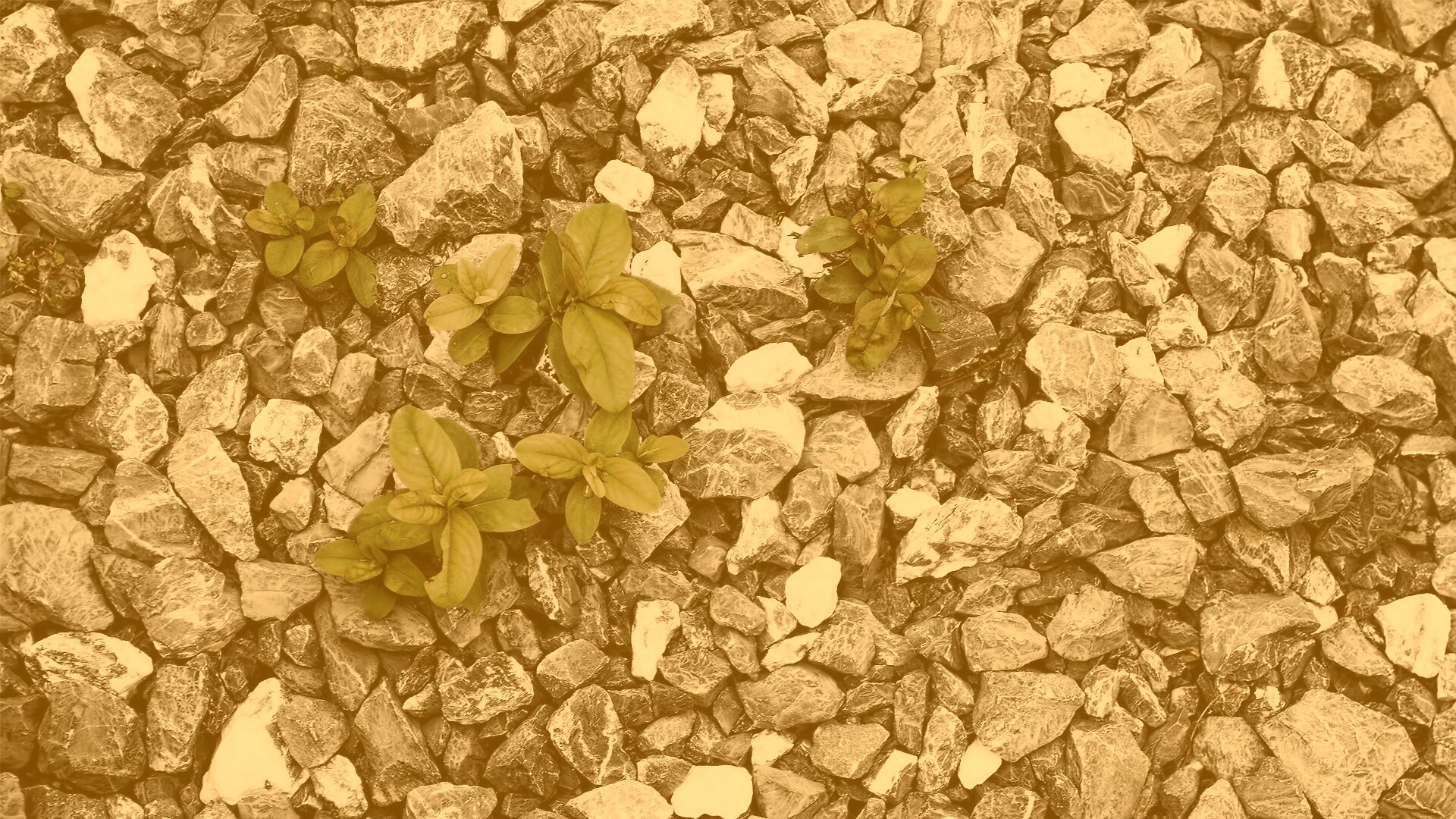 Цветы среди камней обои