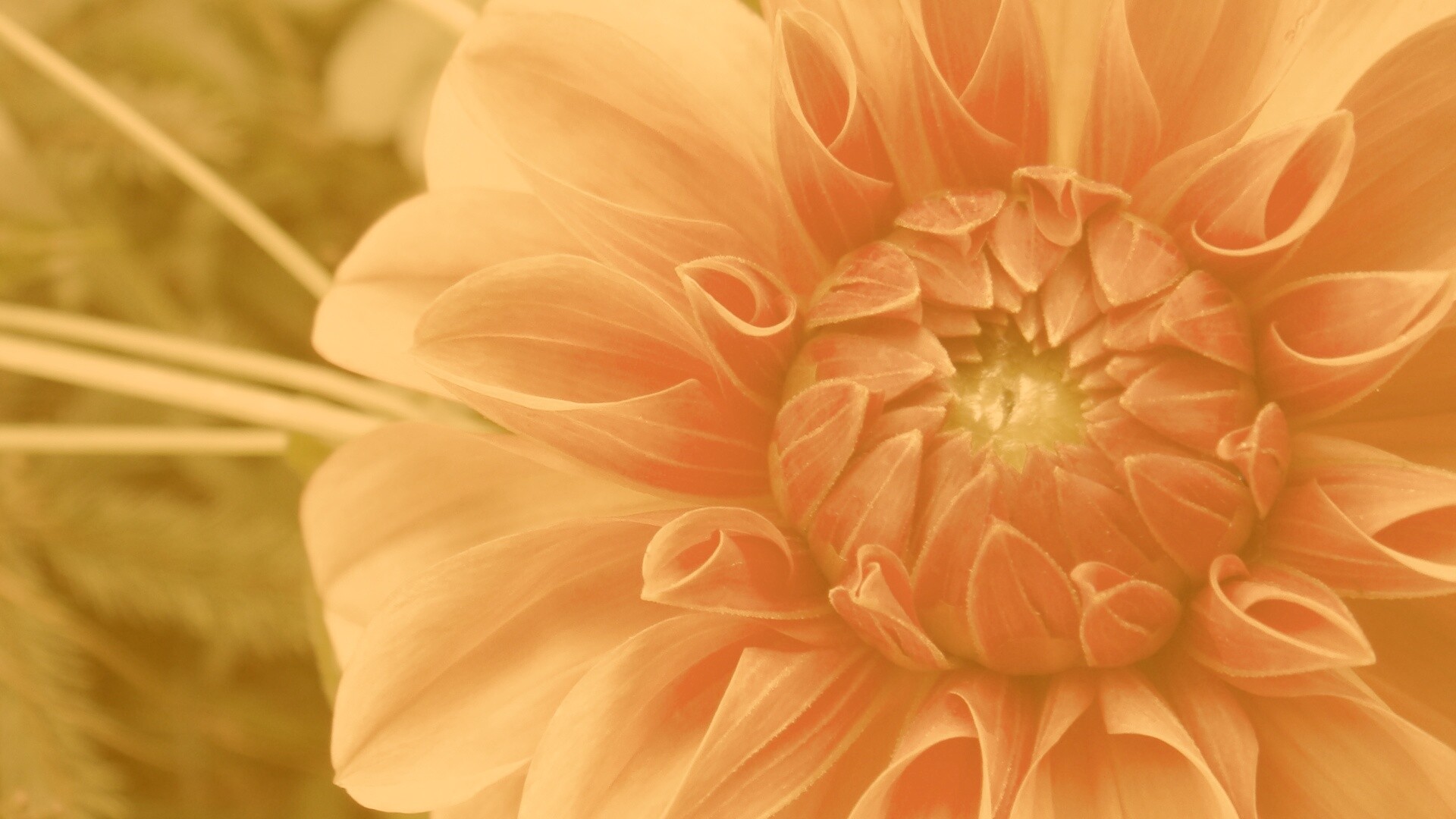 Аленький цветочек обои