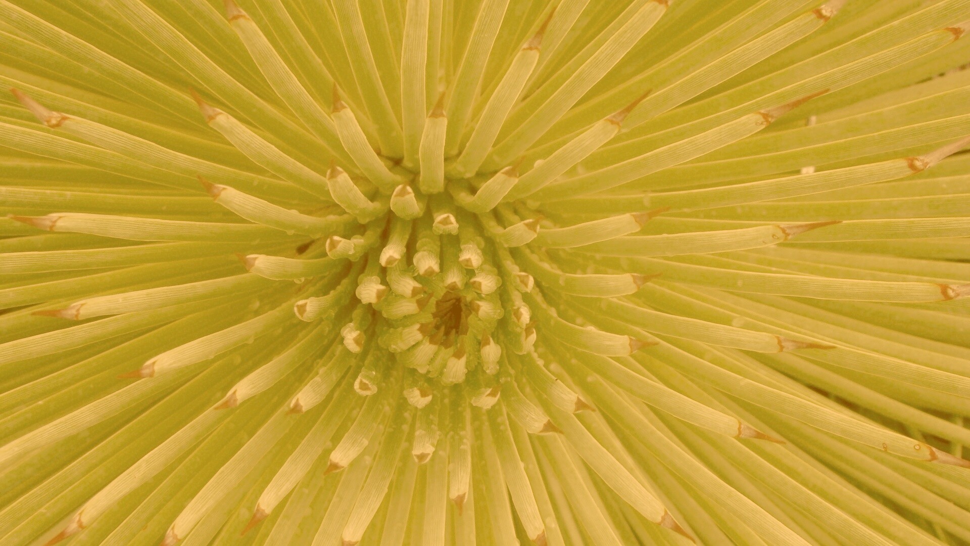 Хищный цветок обои