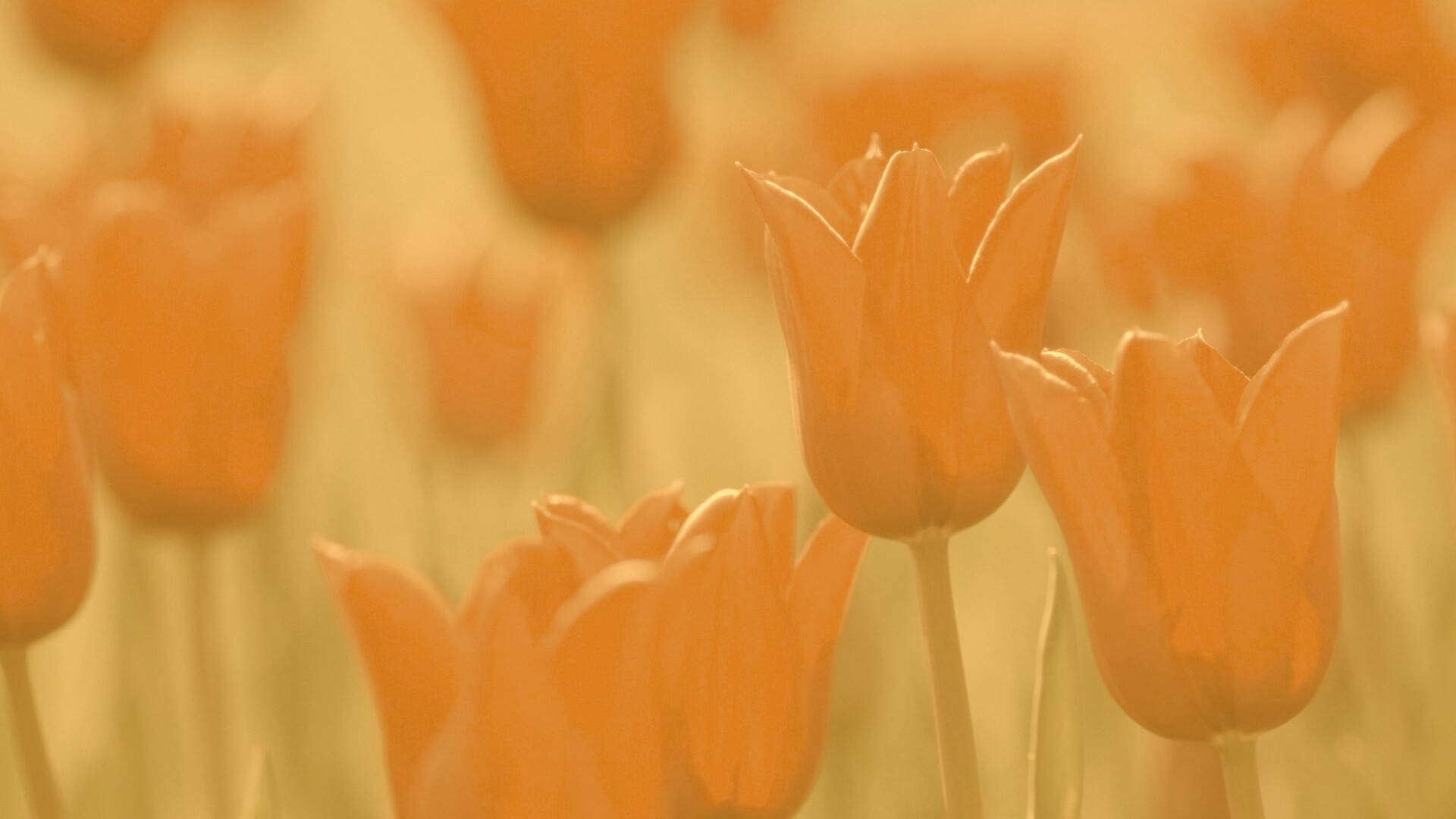 Красные цветы обои