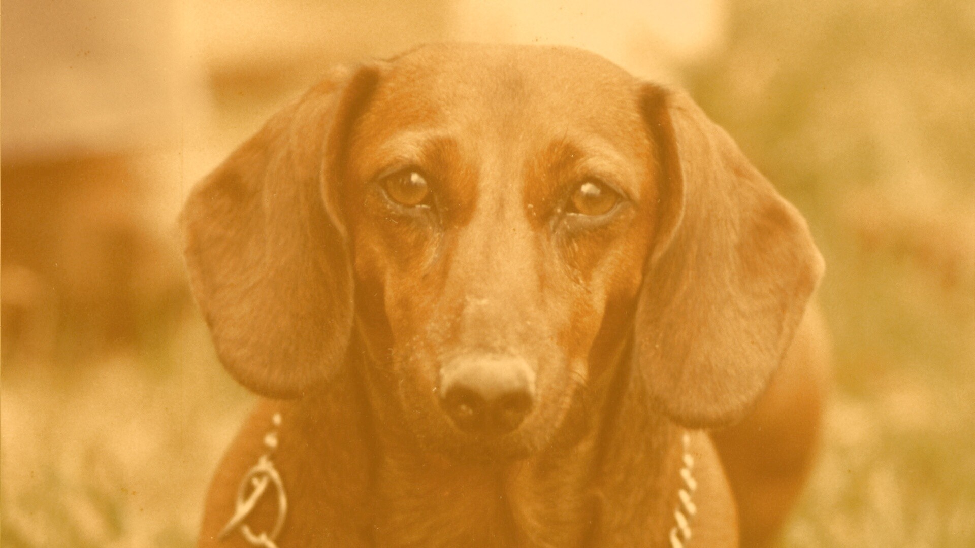 Рыжая такса обои