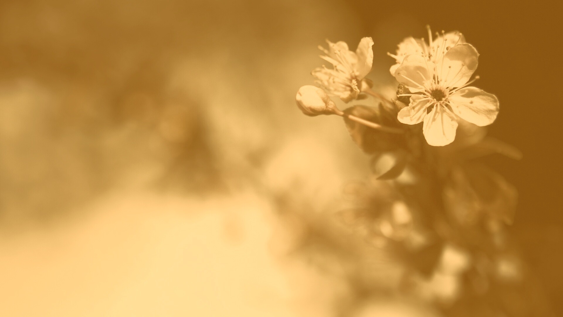 Цветок вишни обои