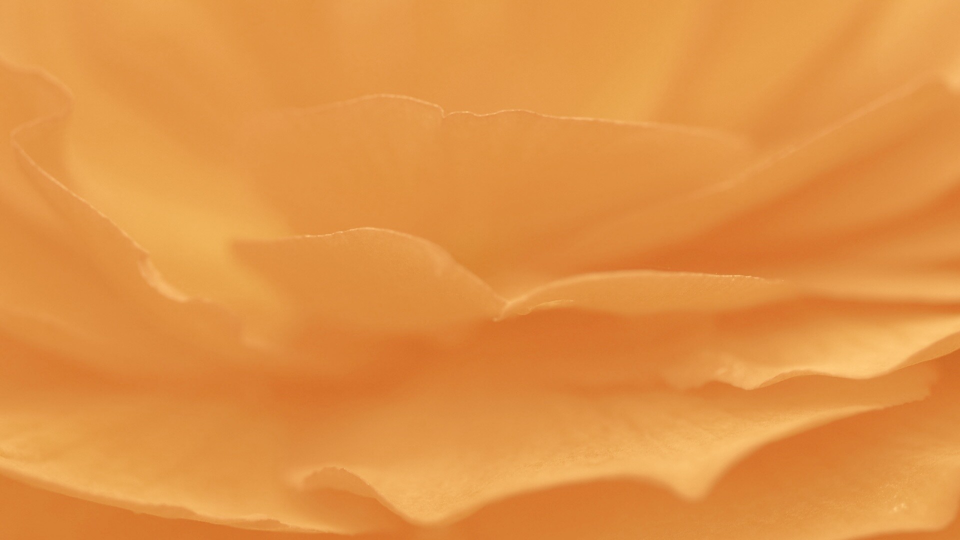 Лепестки красного цветка обои